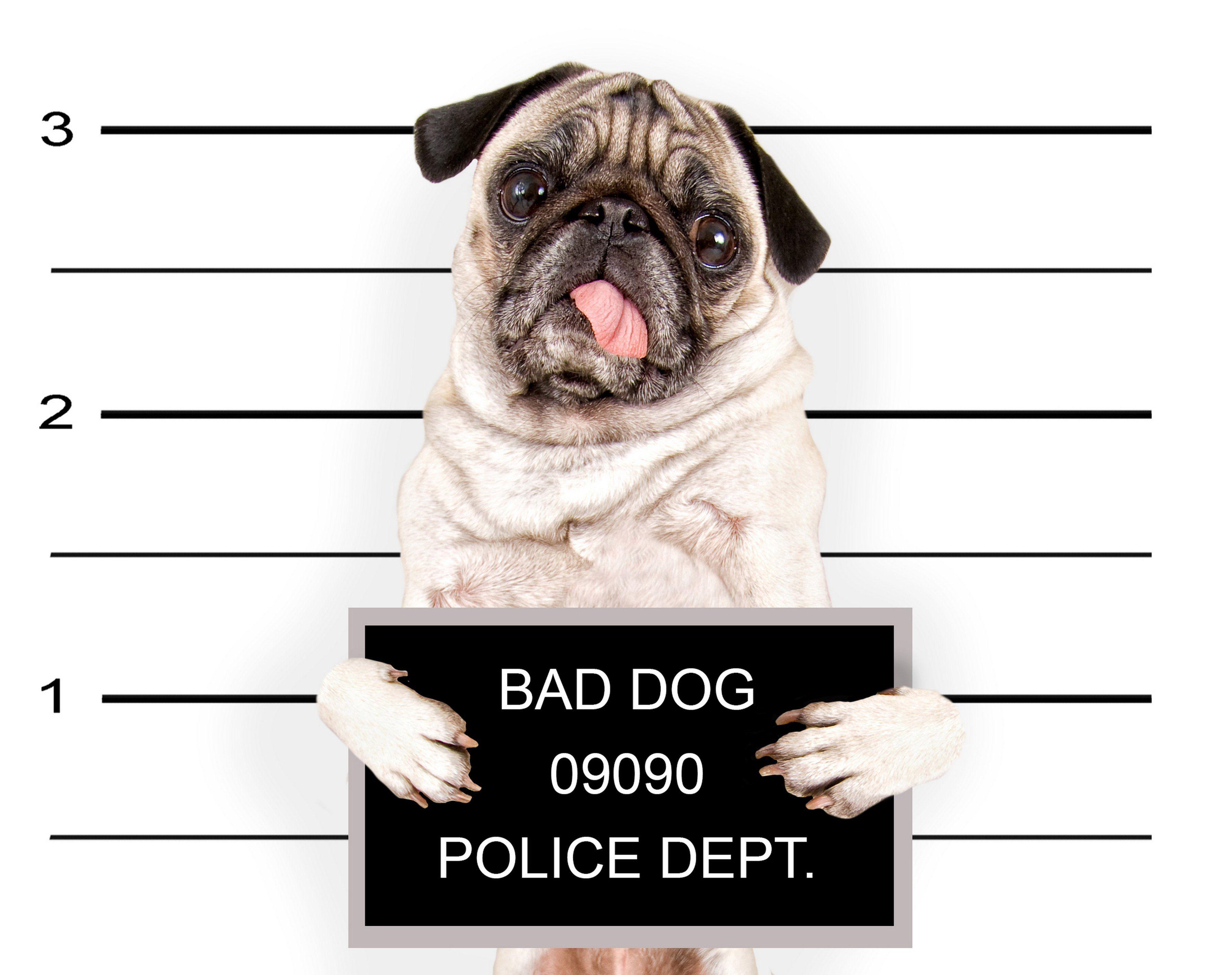 puppy, funny, sadic, animals, download, pug, vector, police, humor