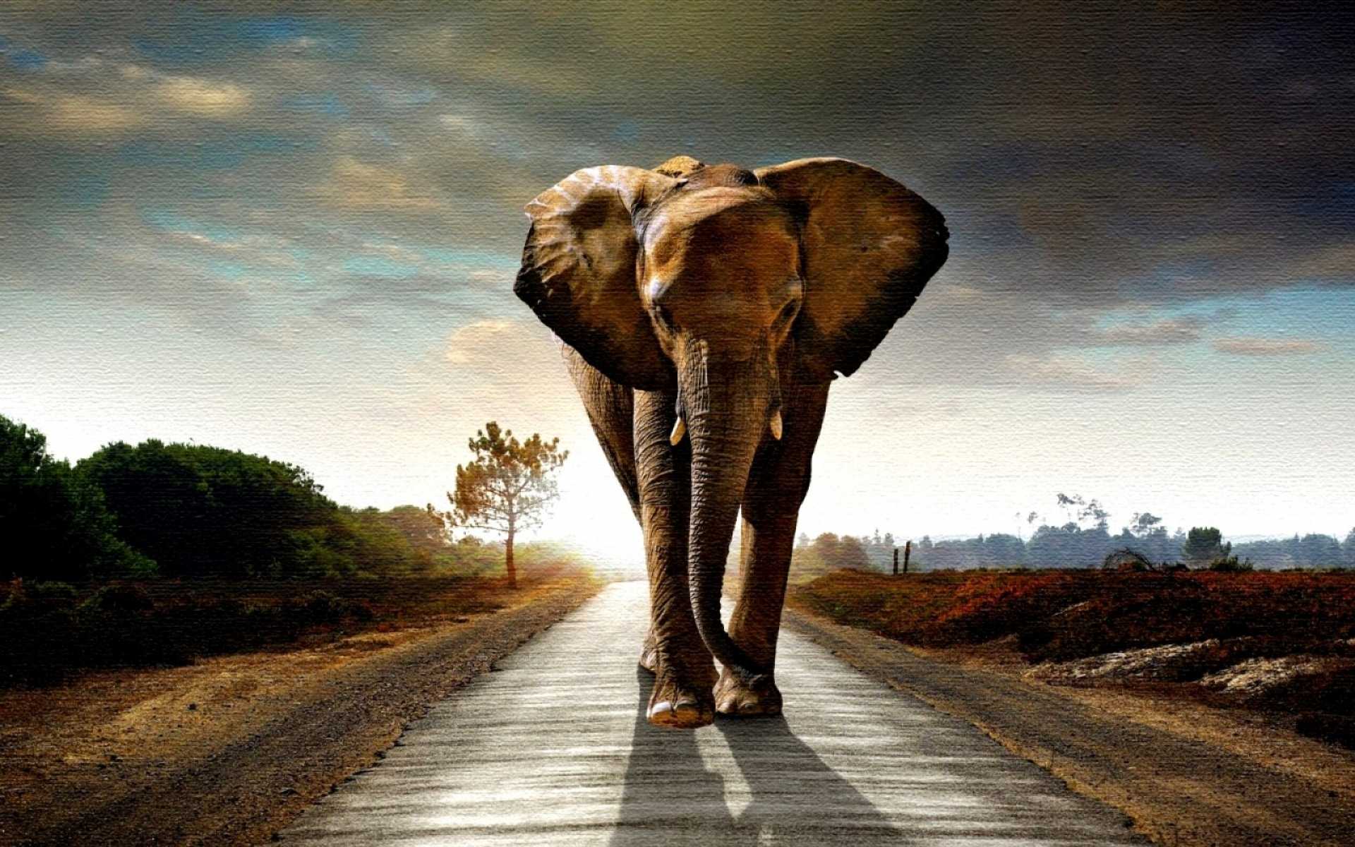 Indian Elephant, Full HD Background, Julian Llop