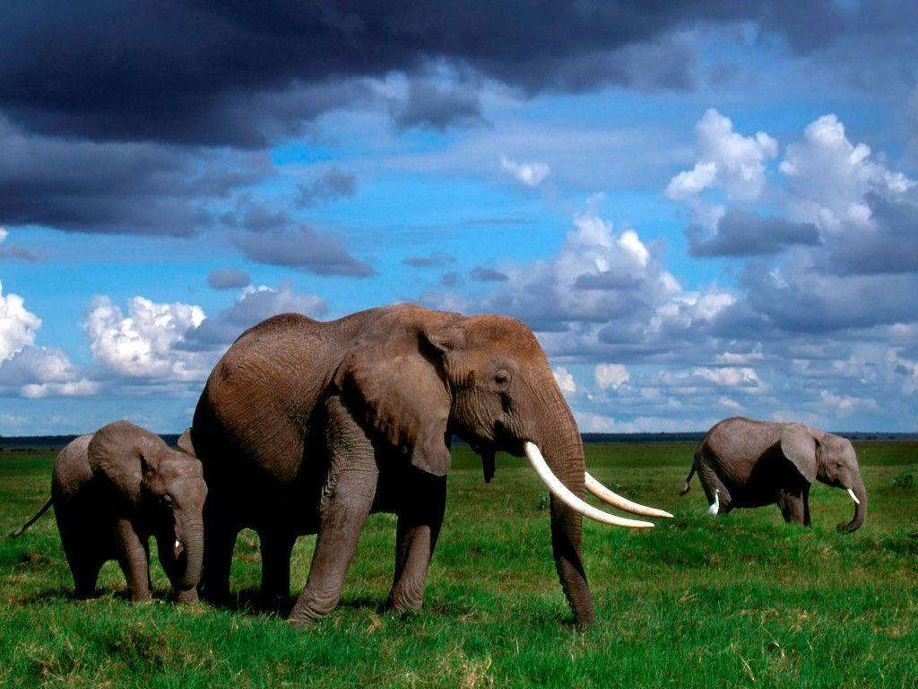 Elephant Wallpaper HD Picture