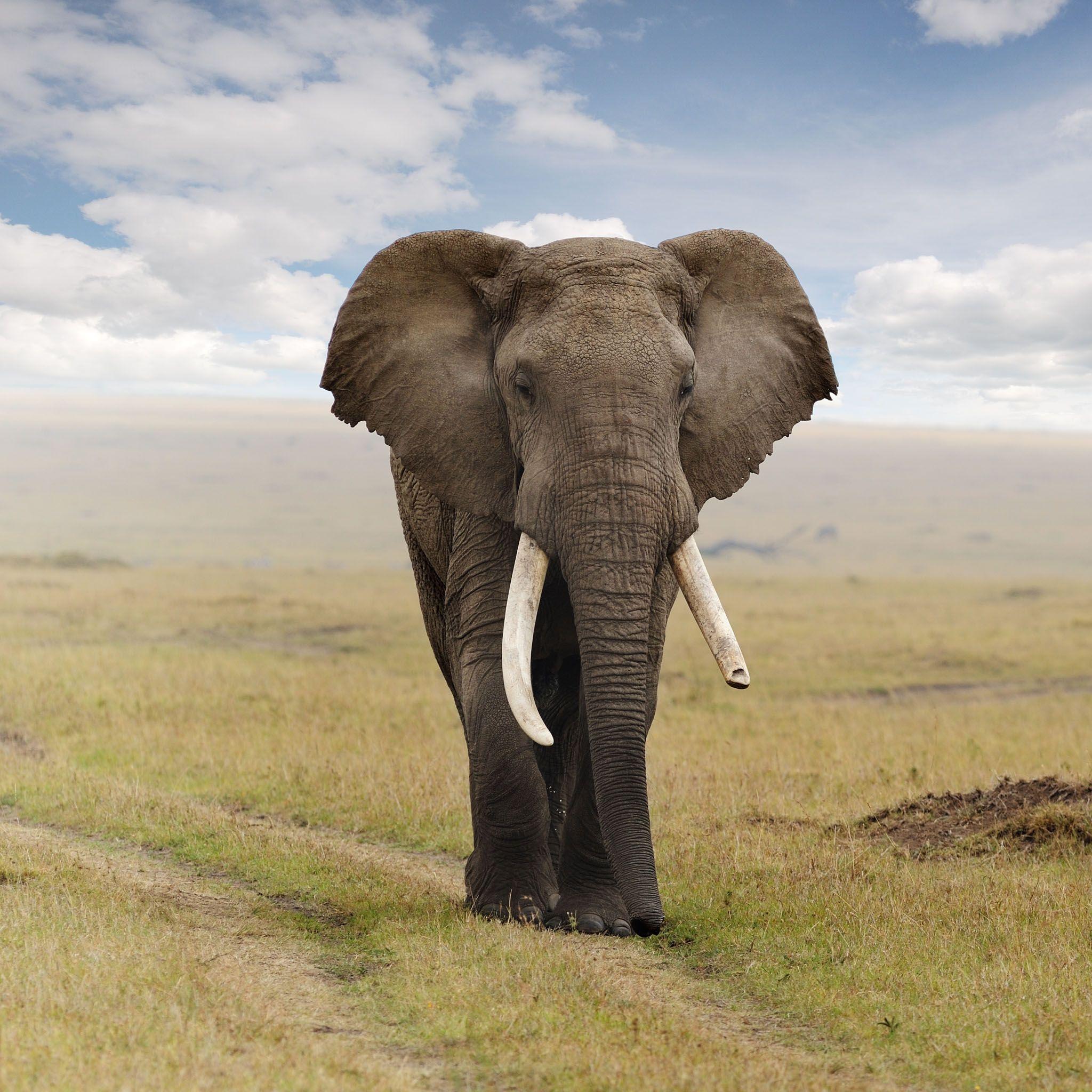 Elephant Image. Elephant. African bush elephant