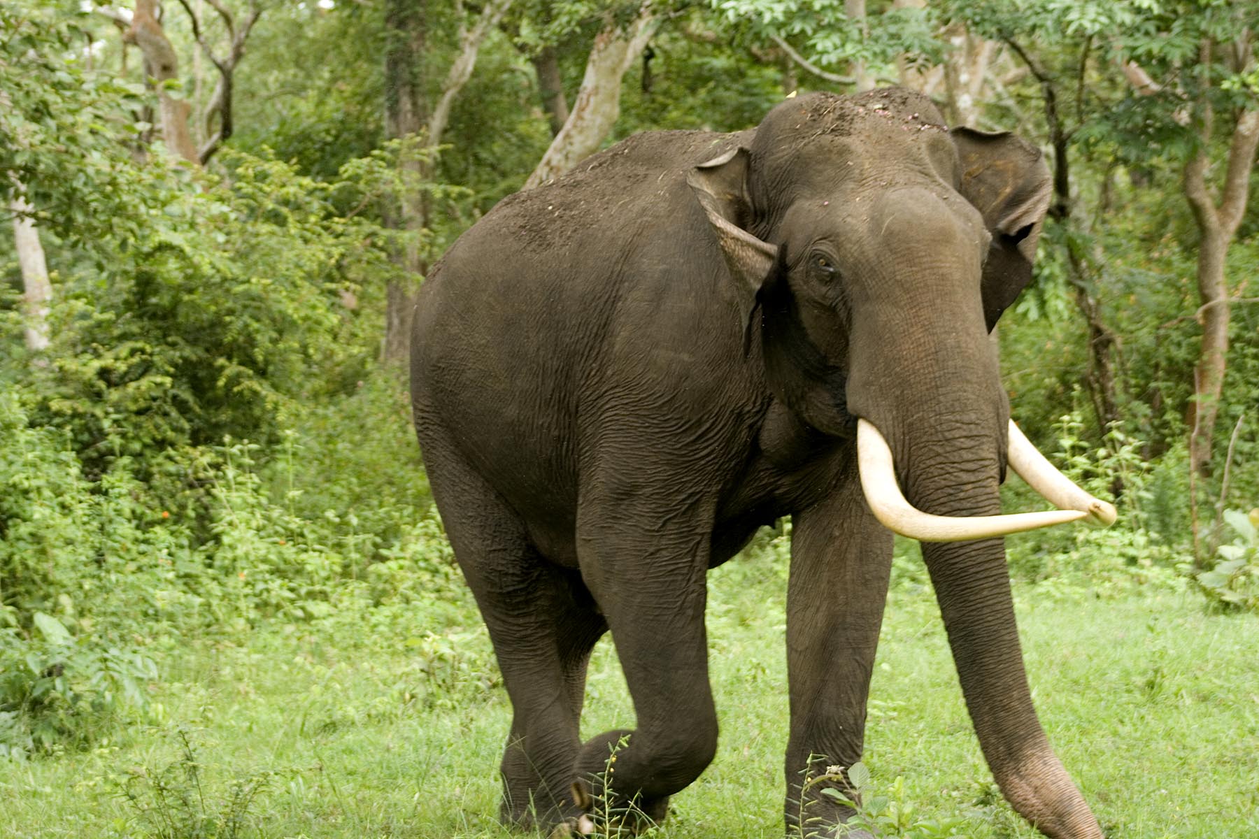 Animals Indian elephant Picture Free HD Wallpaper Download