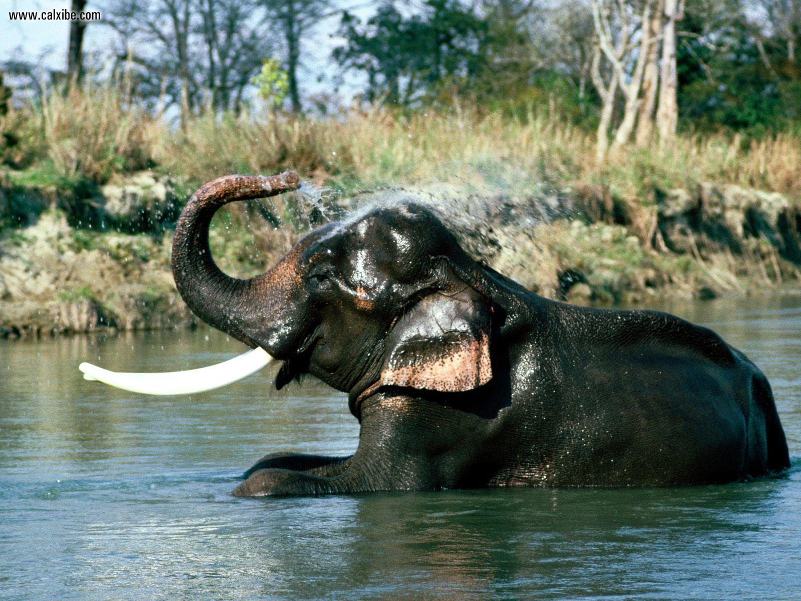 Animals: Refresher Indian Elephant, desktop wallpaper nr. 14530