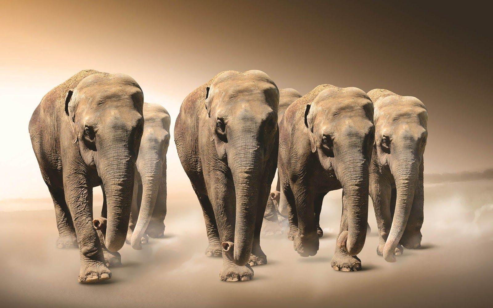 HD Elephants Wallpaper and Photo. HD Animals Wallpaper