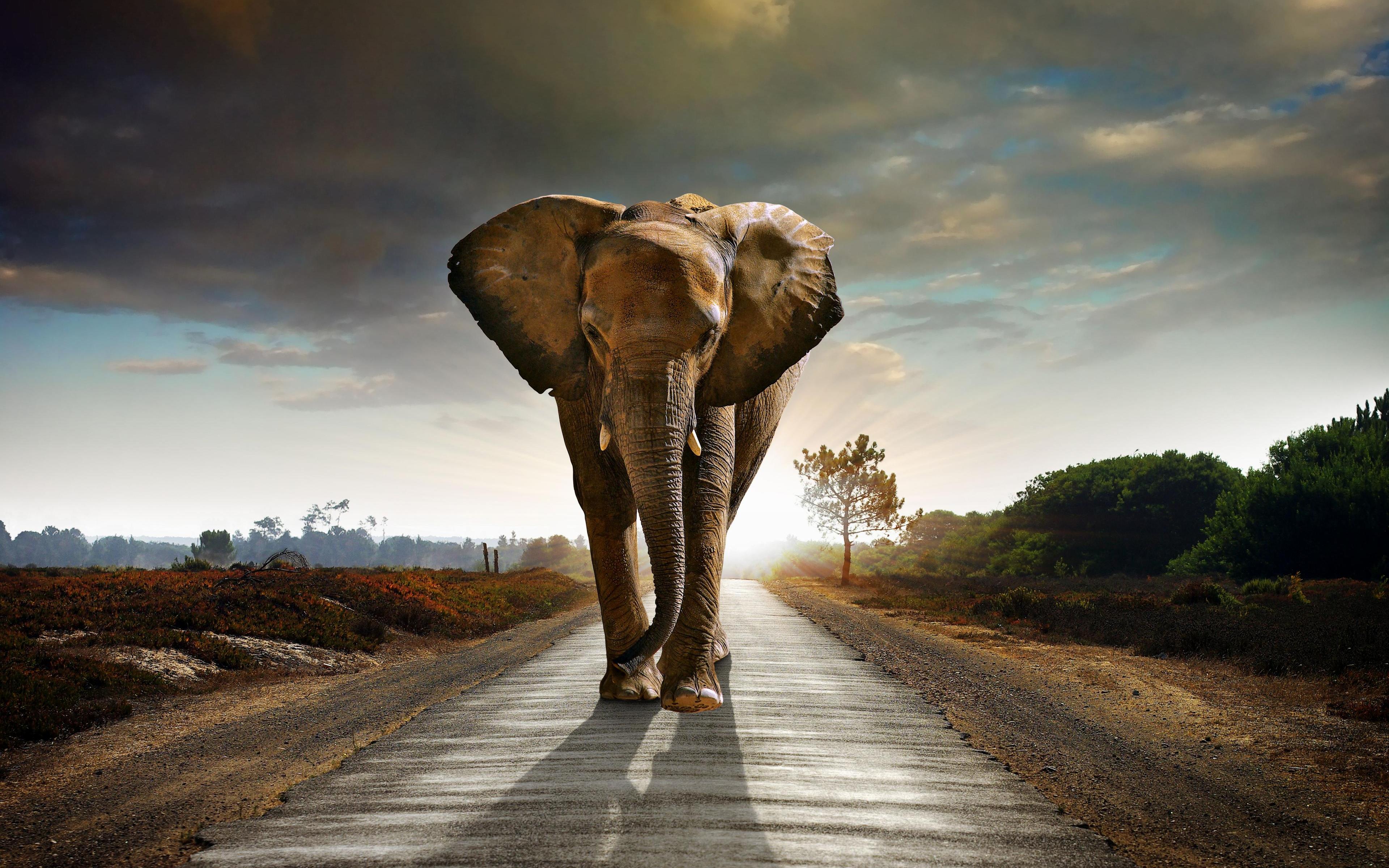 Big Elephant Wallpaper Free Download Of A Giant Elephant