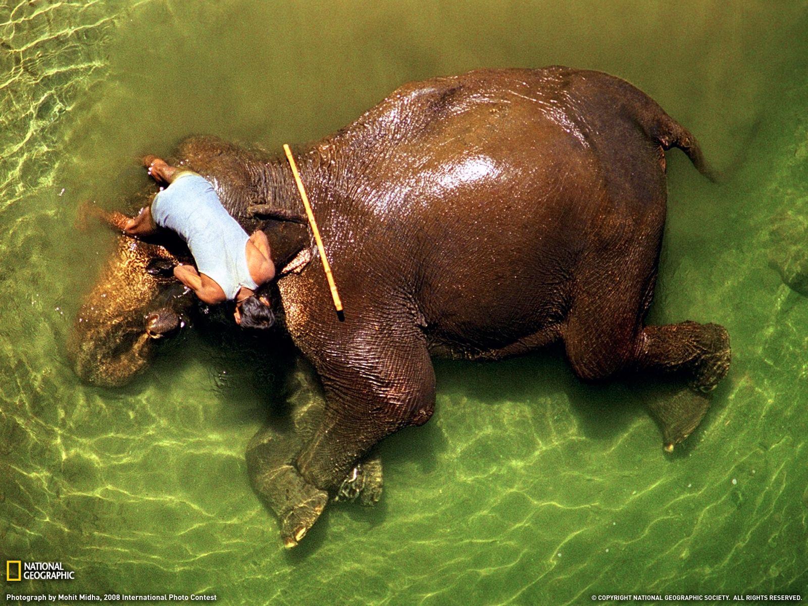 Mahout Bathing an Elephant, India