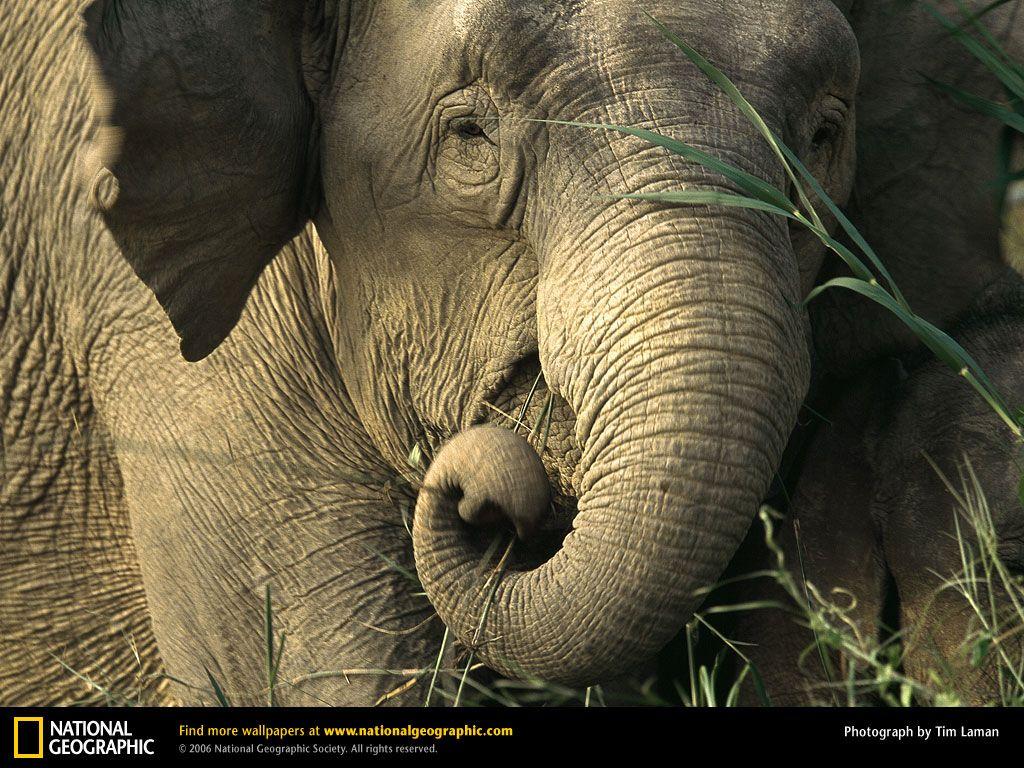 Asian Elephant Picture, Asian Elephant Desktop Wallpaper, Free
