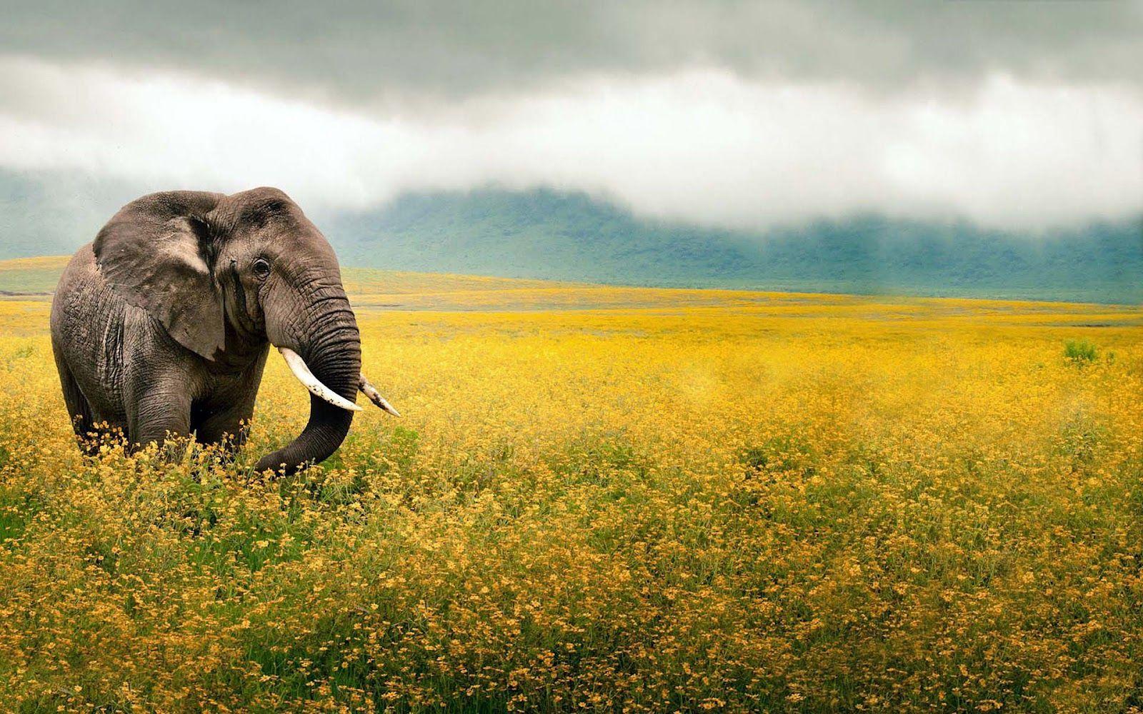 Animals Indian elephant Image HD Wallpaper