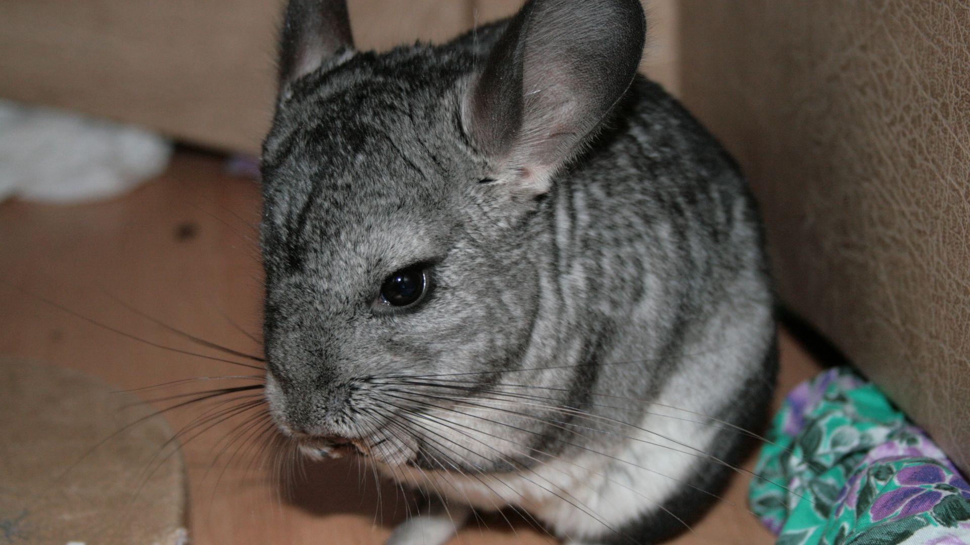 Download Wallpaper 1920x1080 Chinchilla, Beautiful, Legs, Animal