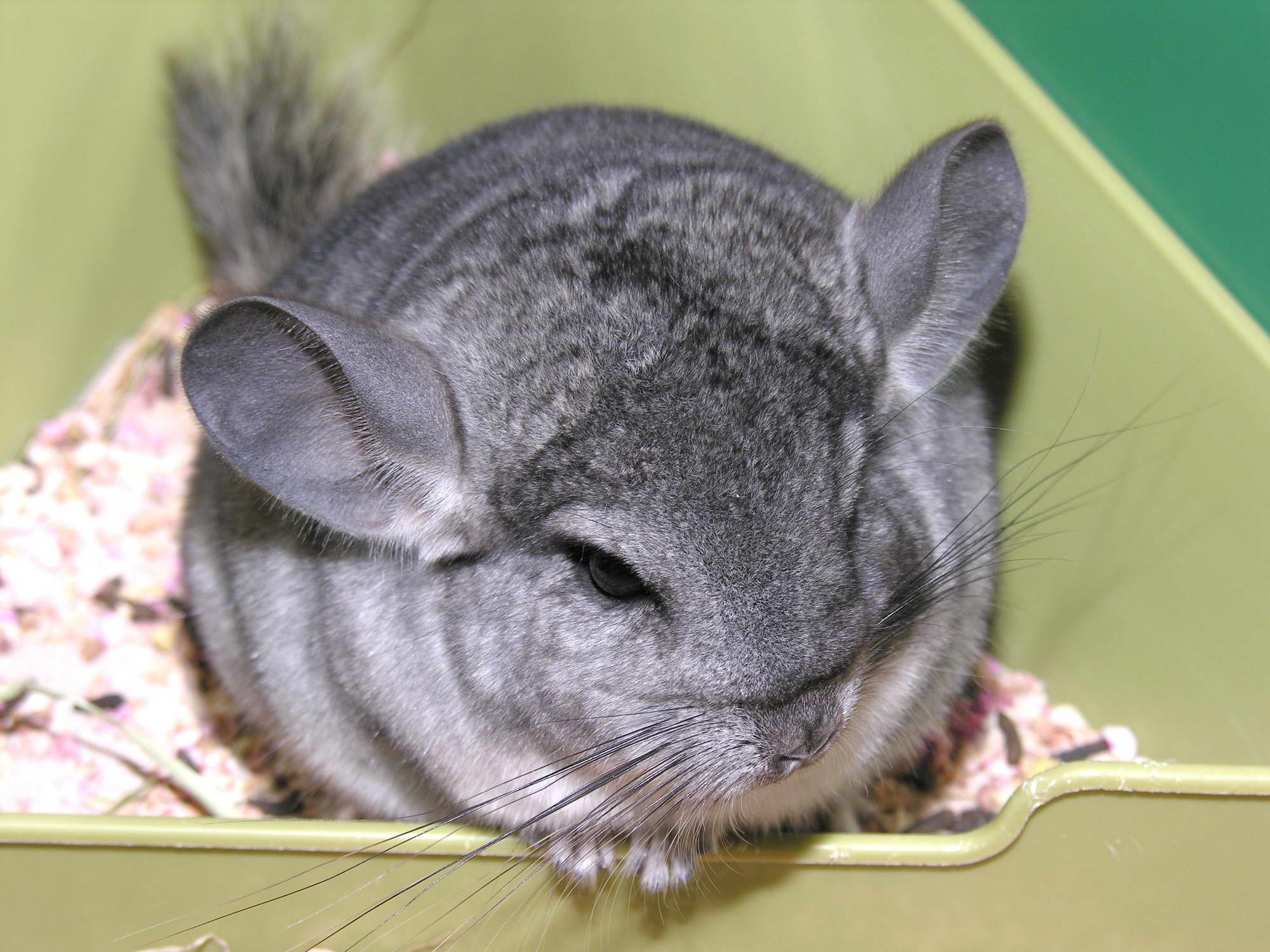 Chinchilla Wallpapers - Wallpaper Cave