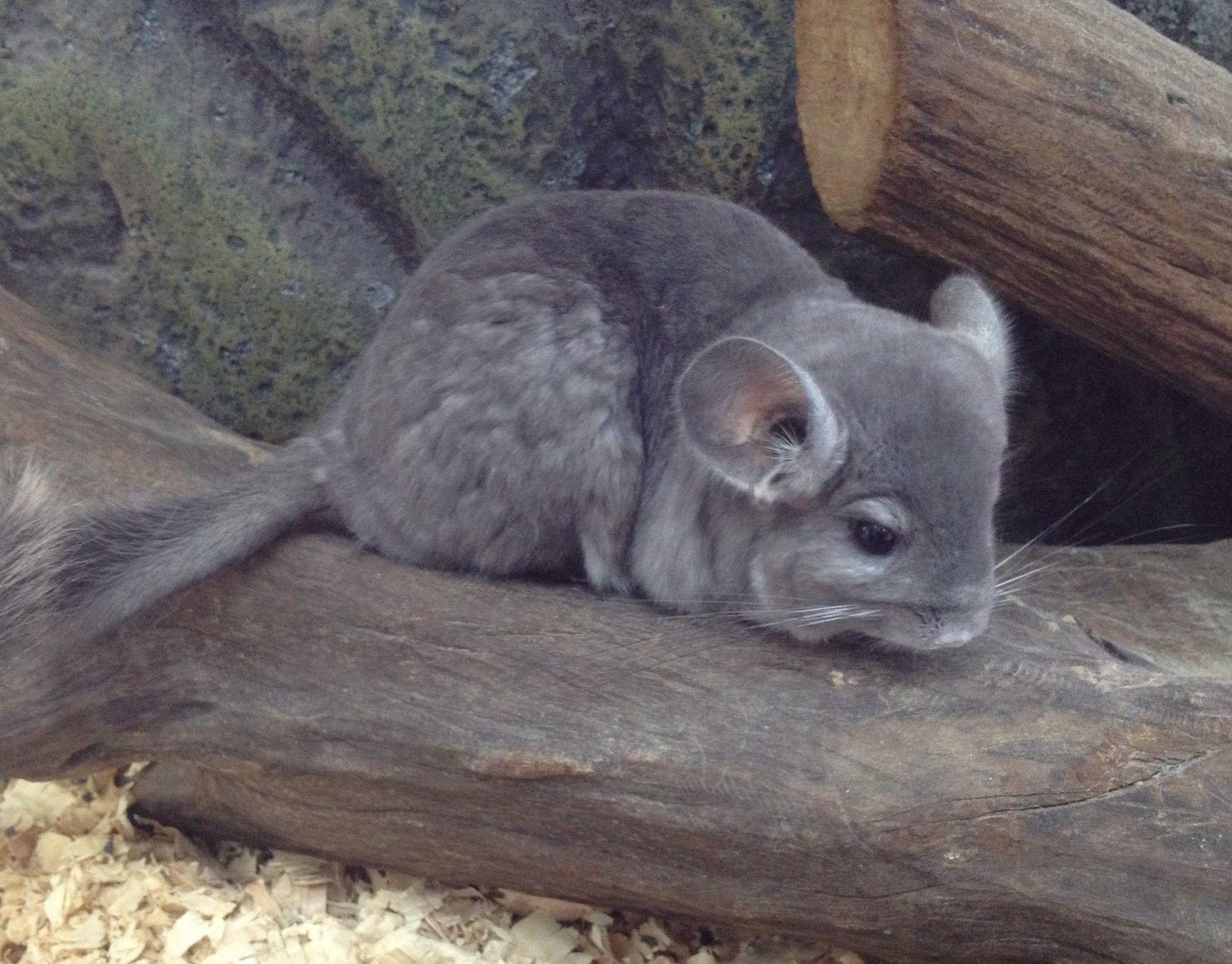 Chinchilla Wallpapers - Wallpaper Cave