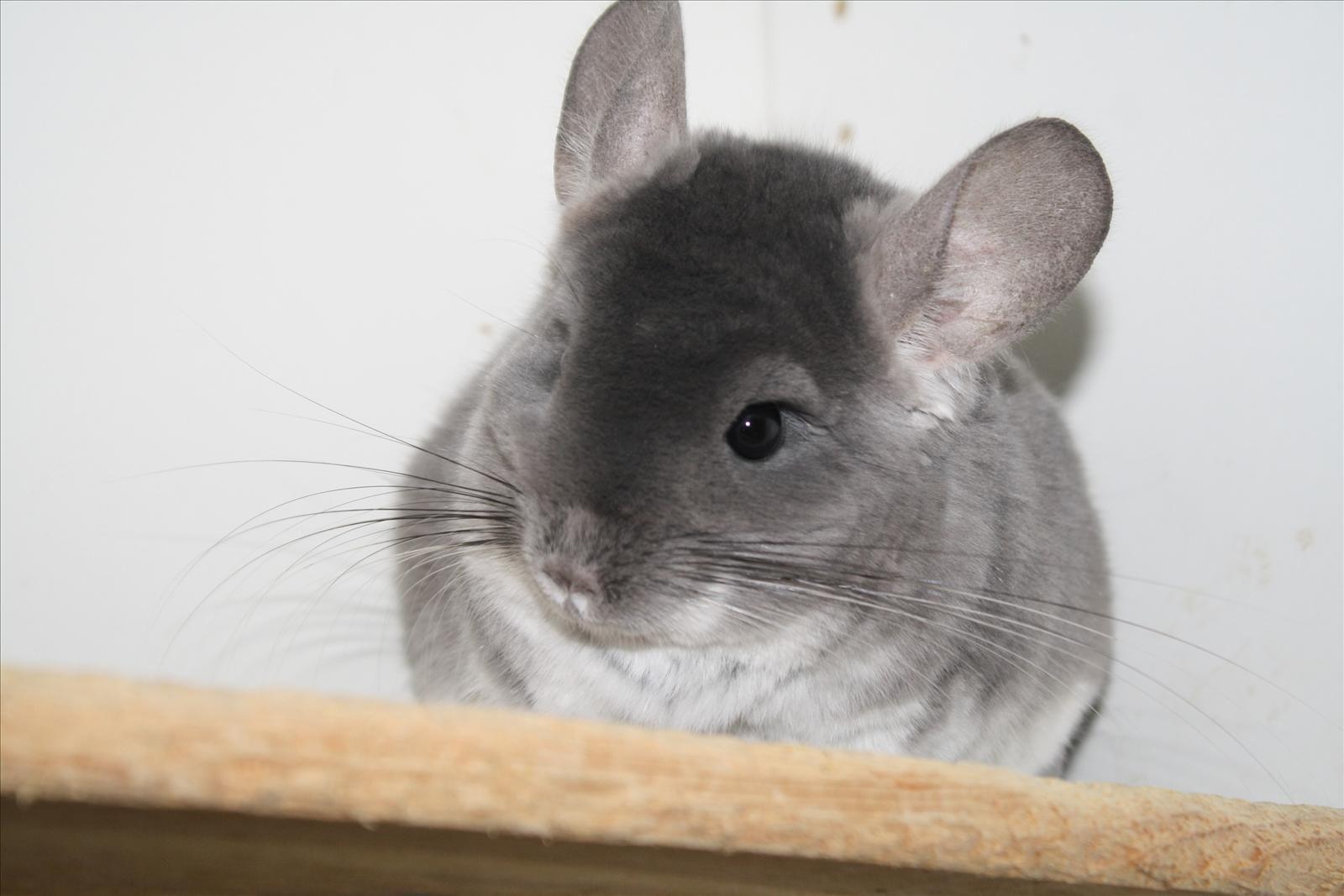 chinchilla wallpaper free