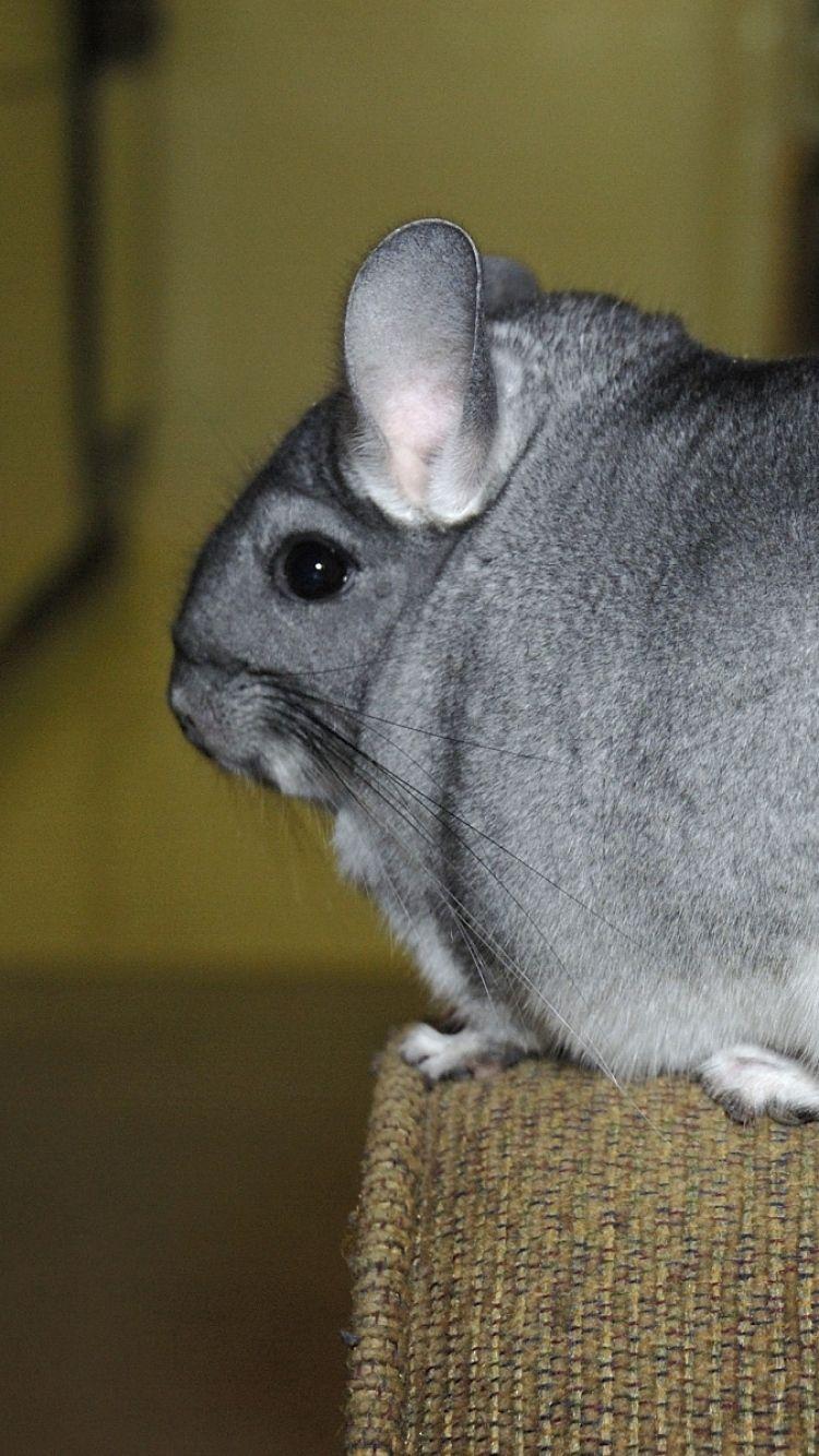 Download Wallpaper 750x1334 Chinchilla, Tail, Fur, Beautiful, Cute