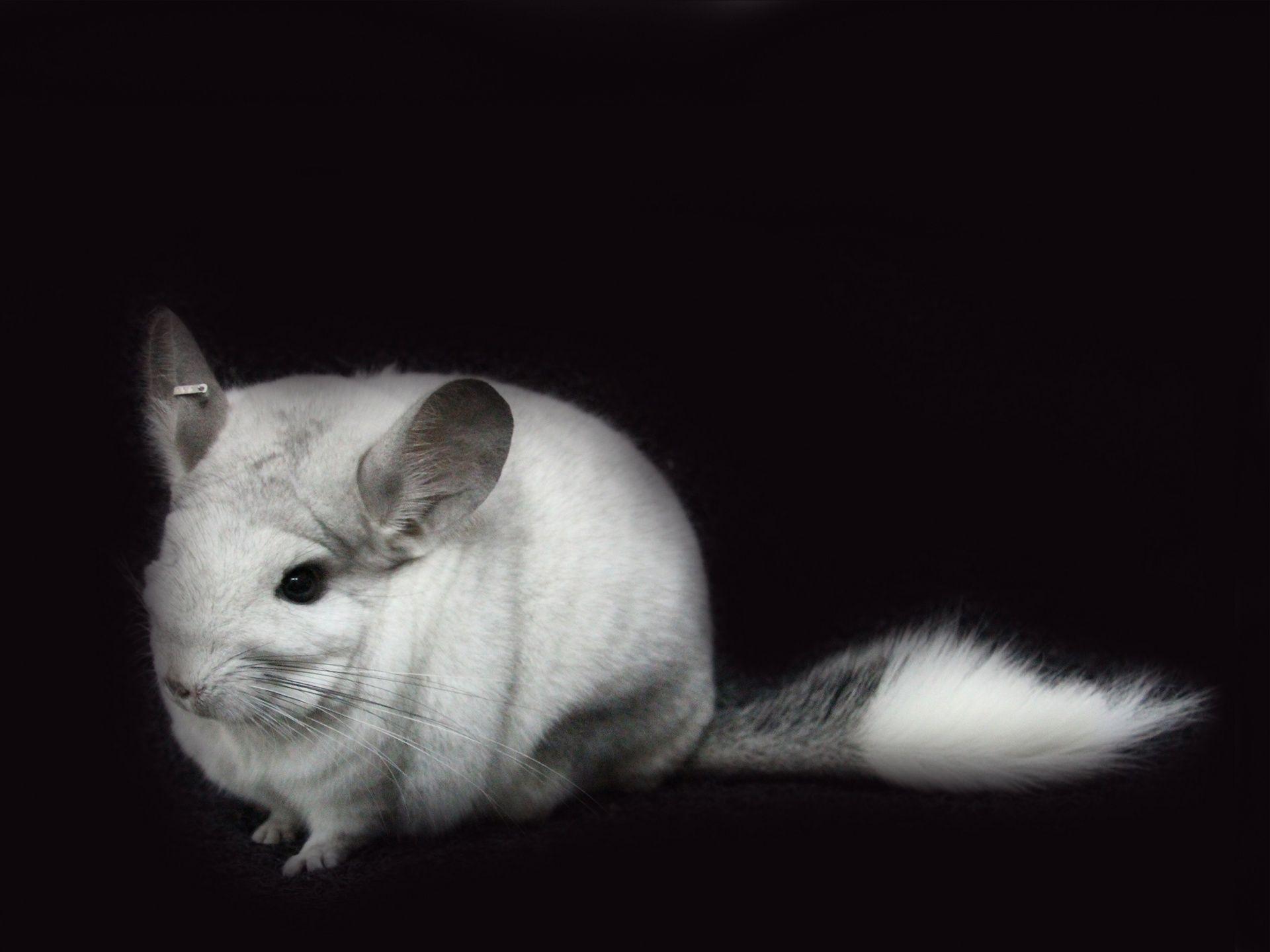 Chinchilla Wallpapers - Wallpaper Cave