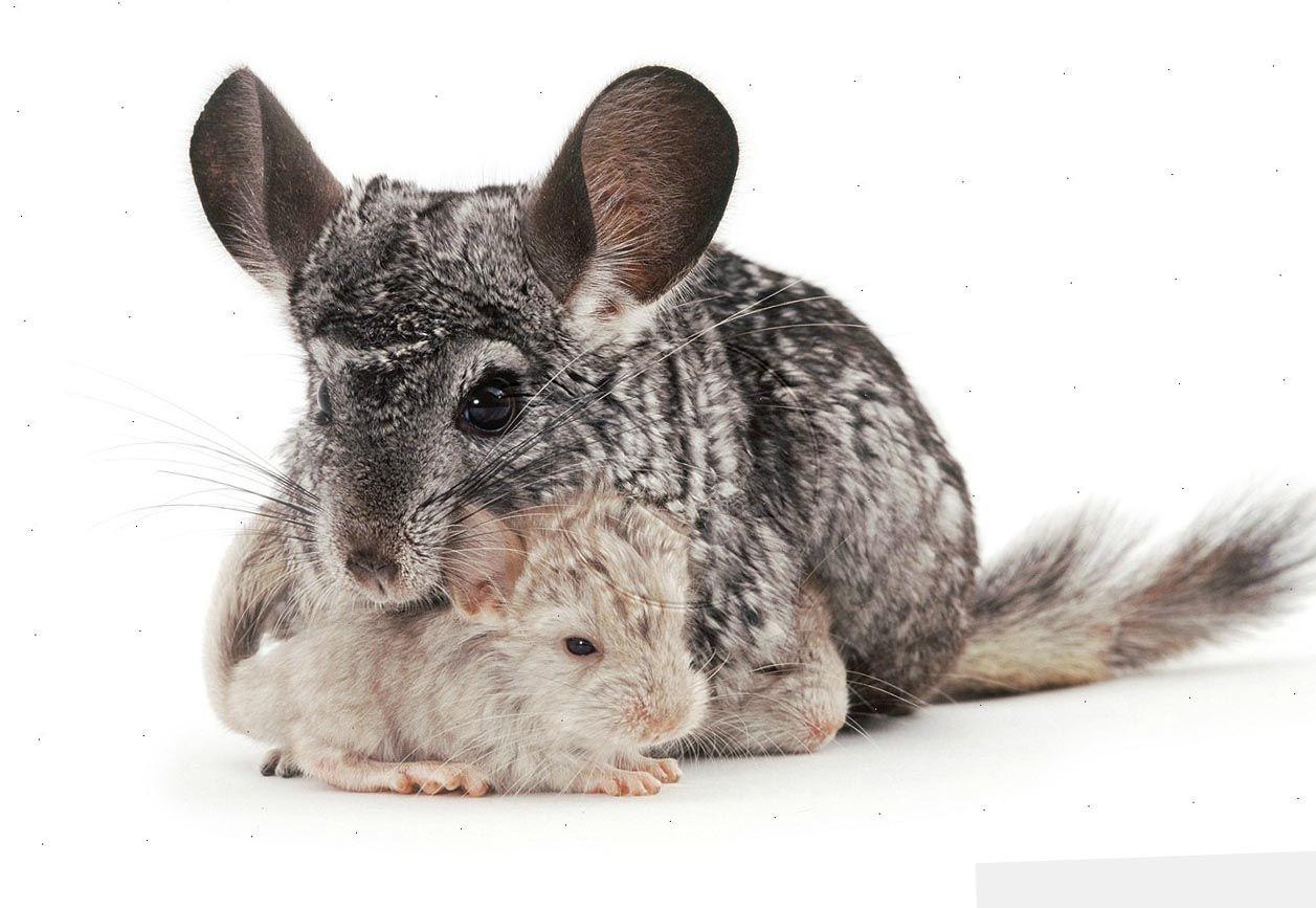 Chinchilla (Chinchilla Lanigera) With Babies Wallpaper