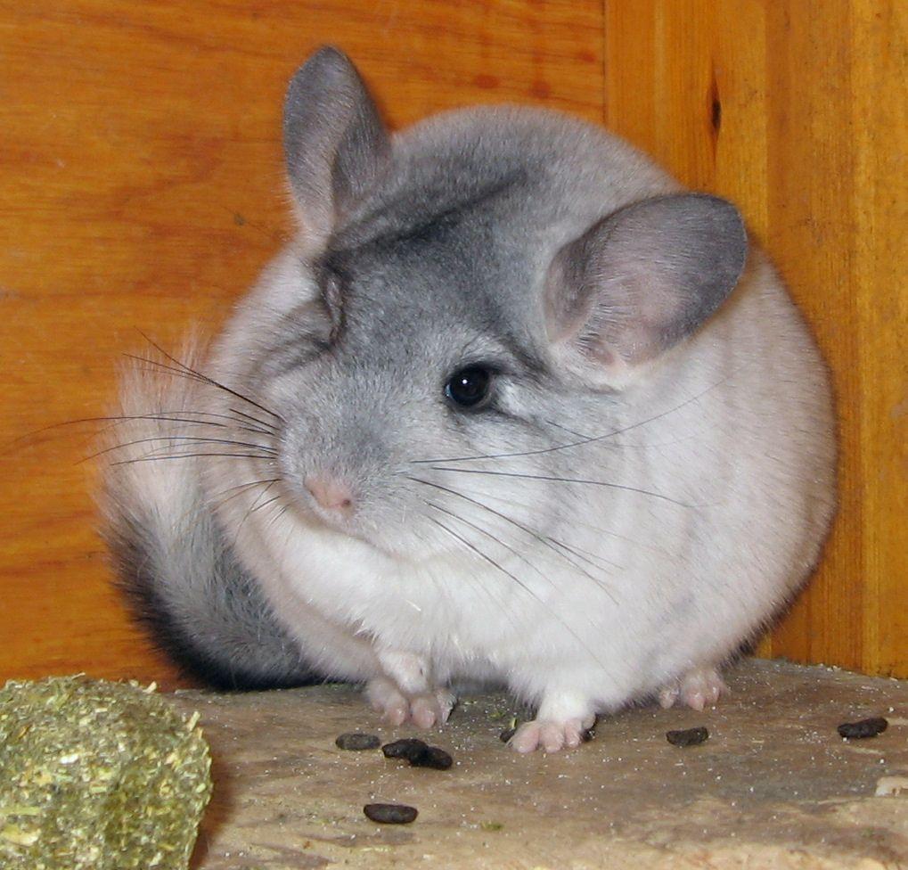 Silver mosaic chinchilla Chinchilla. Gifts