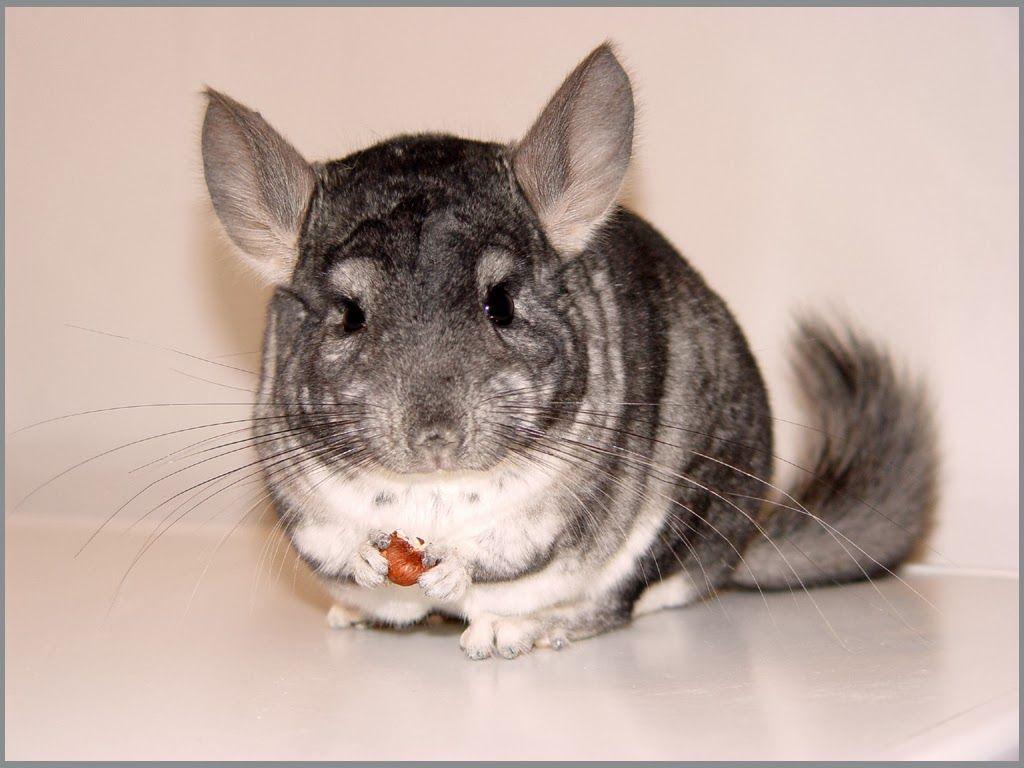 Chinchilla Animals. Interesting Facts & Latest Picture. All