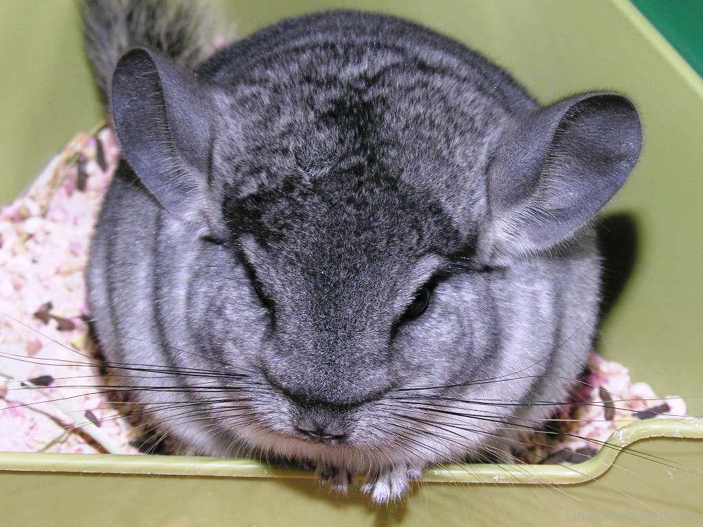 Chinchilla Wallpapers - Wallpaper Cave