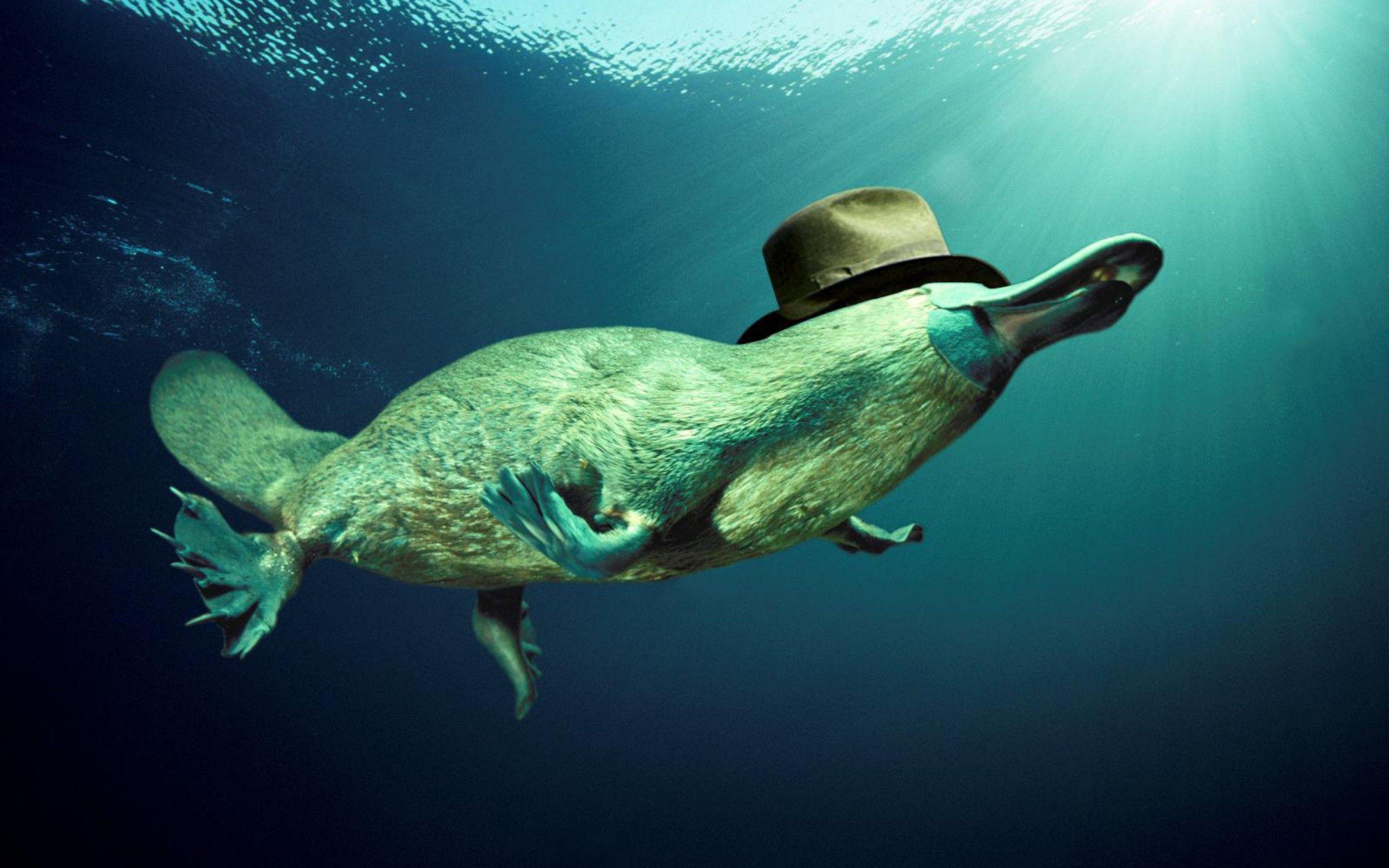 Platypus HD Wallpaper and Background Image