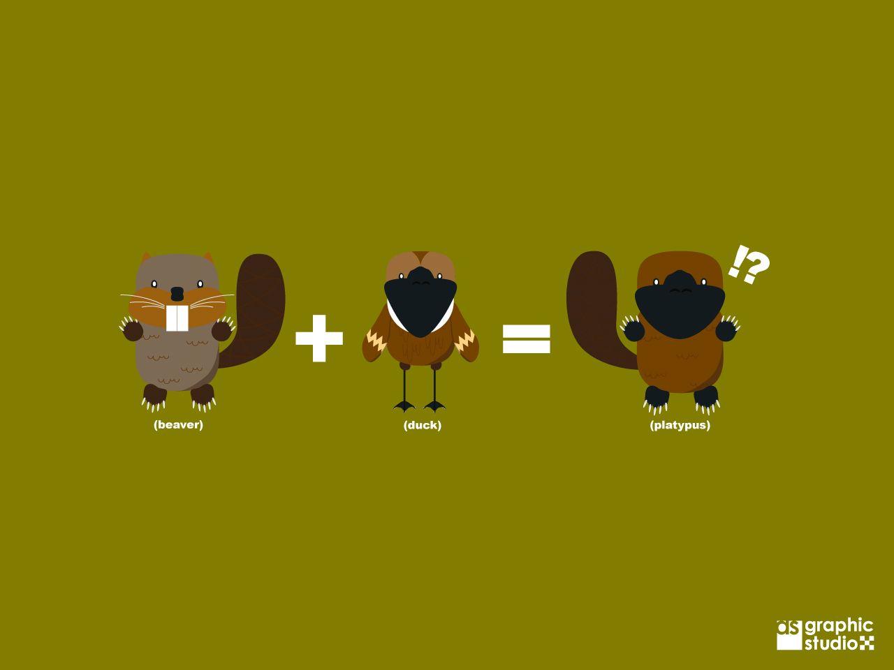 Platypus image Platypus Maths HD wallpaper and background