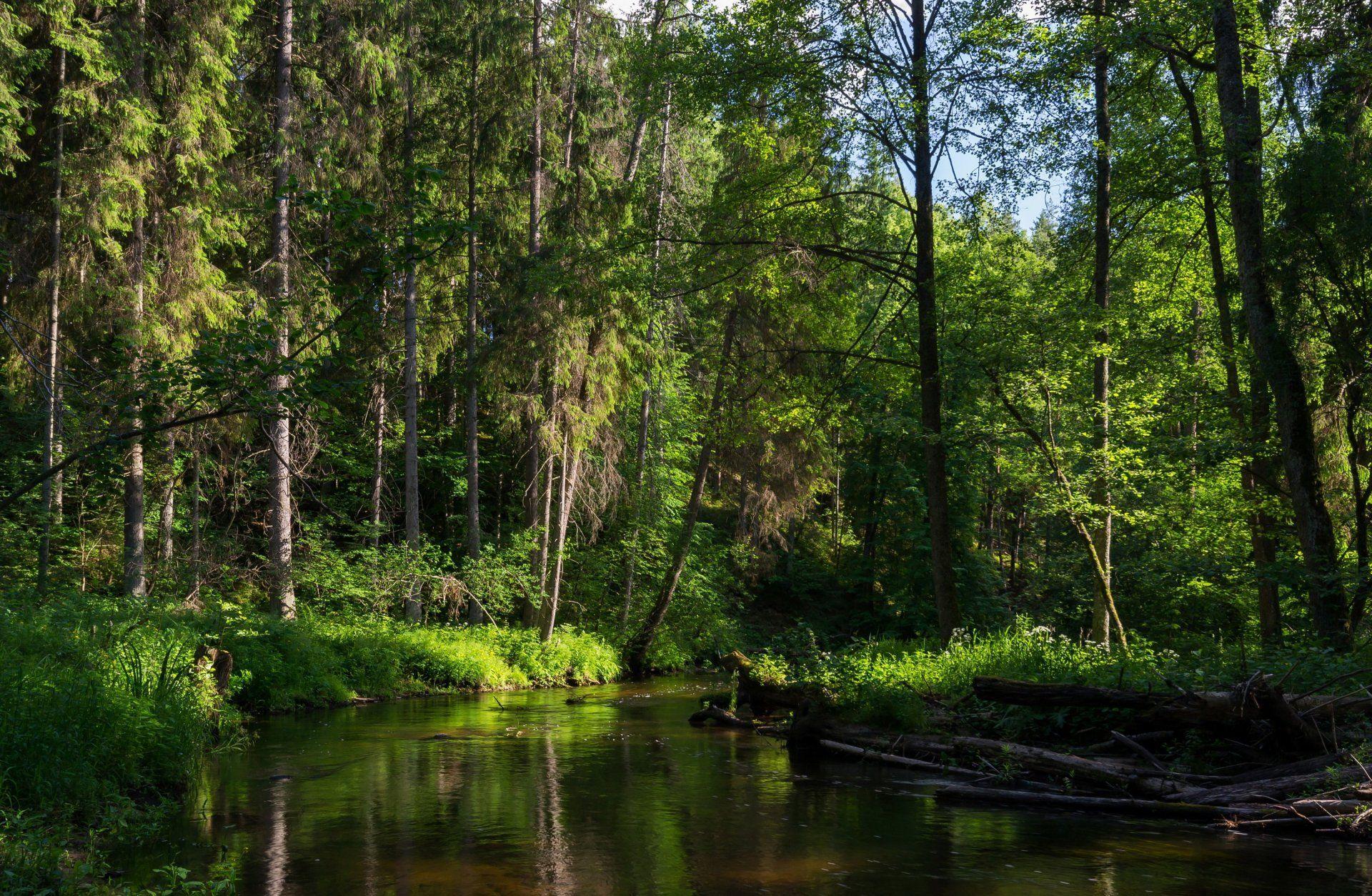 forest river rechka tree minsk belarus. HD wallpaper