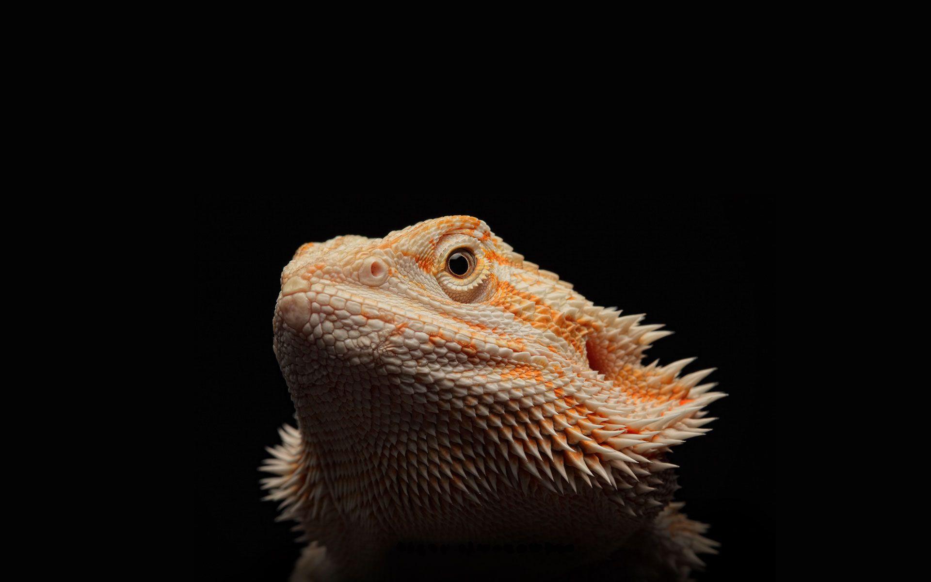 Bearded Dragon Wallpaper Phone Baby Pet Red Cute Full Grown Cages