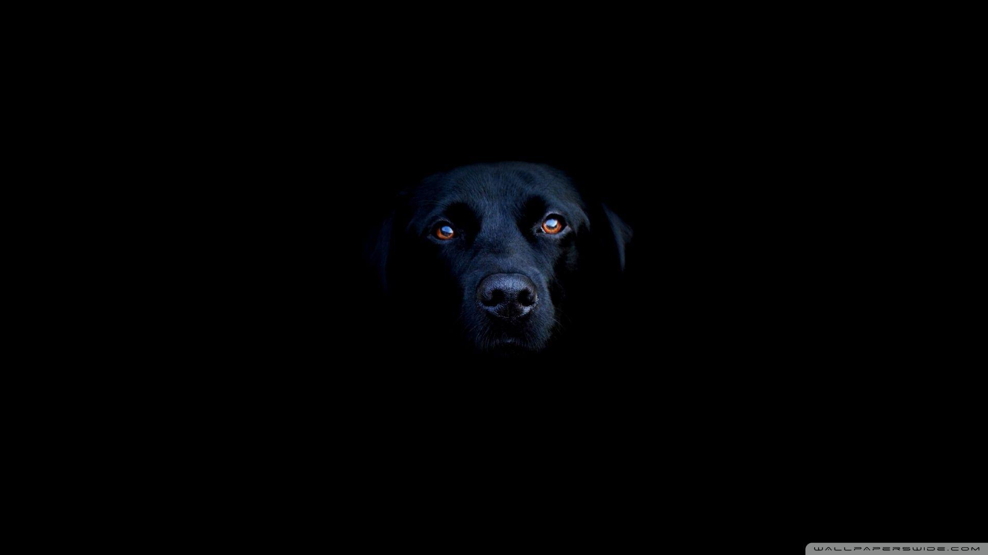 Black Dog Ultra HD Desktop Background Wallpaper for 4K UHD TV