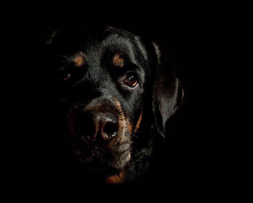  Black  Dogs  Wallpapers  Wallpaper  Cave