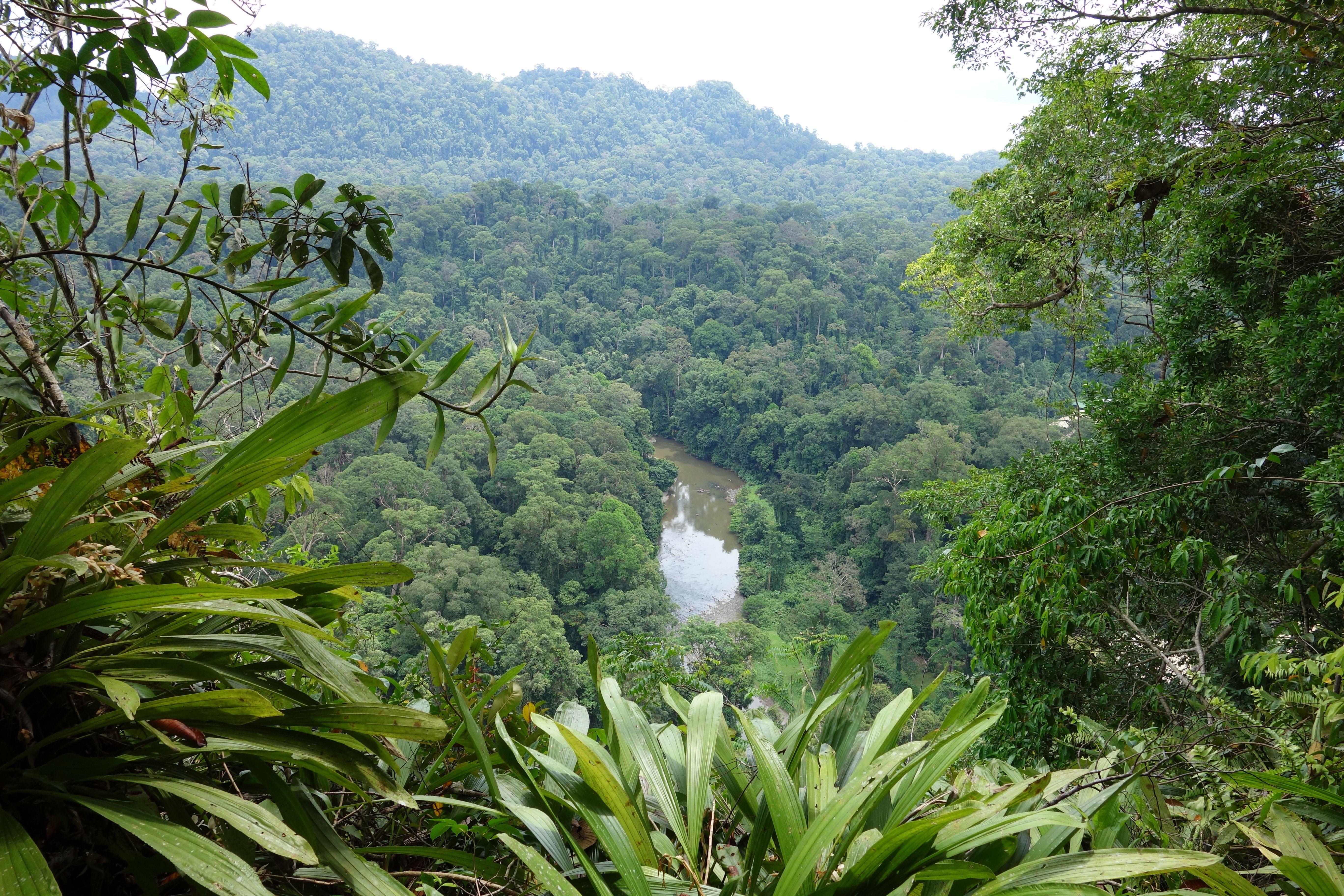 Джунгли Борнео