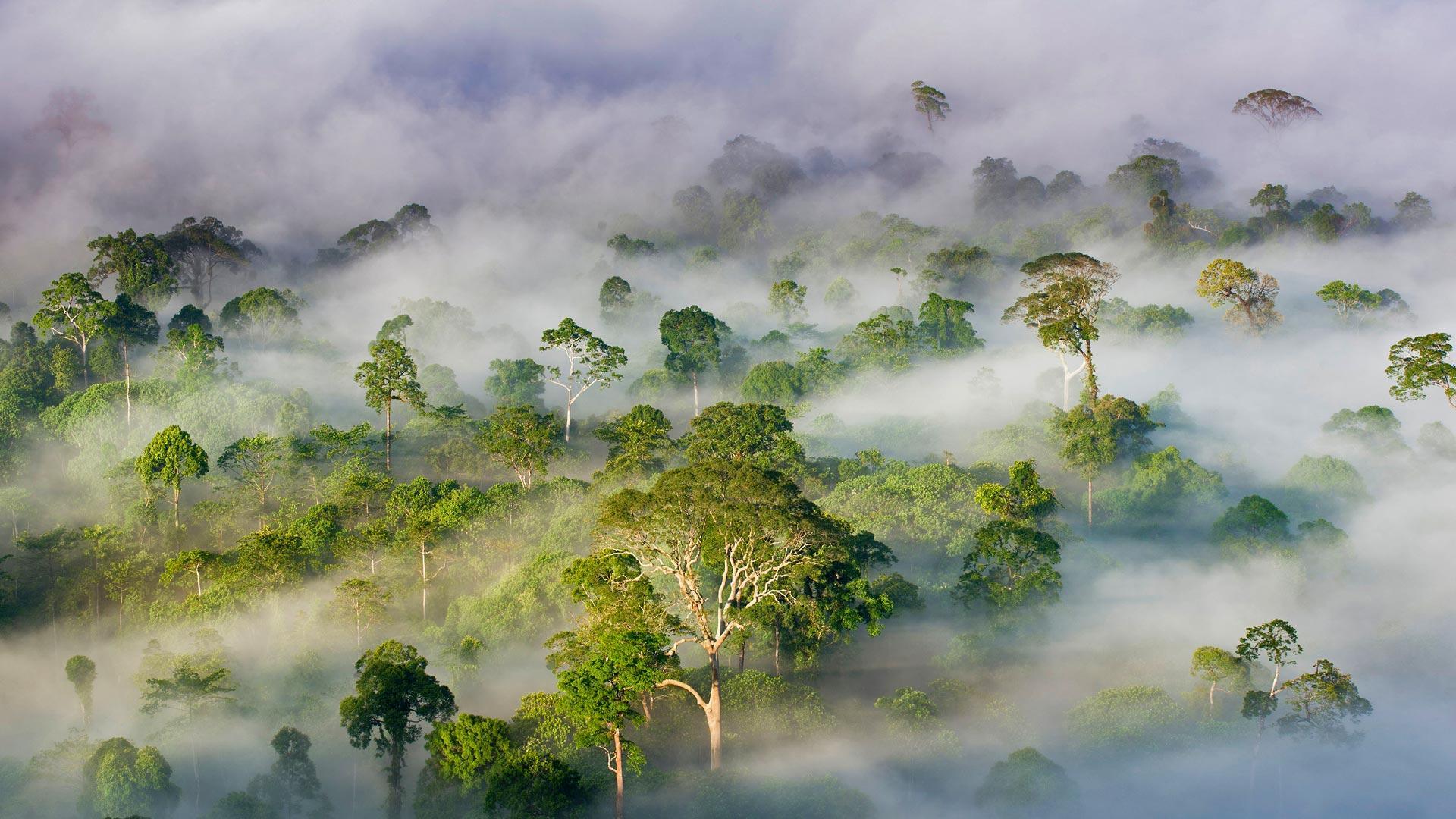 Borneo Rain Forest. Places Desktop HD Wallpaper
