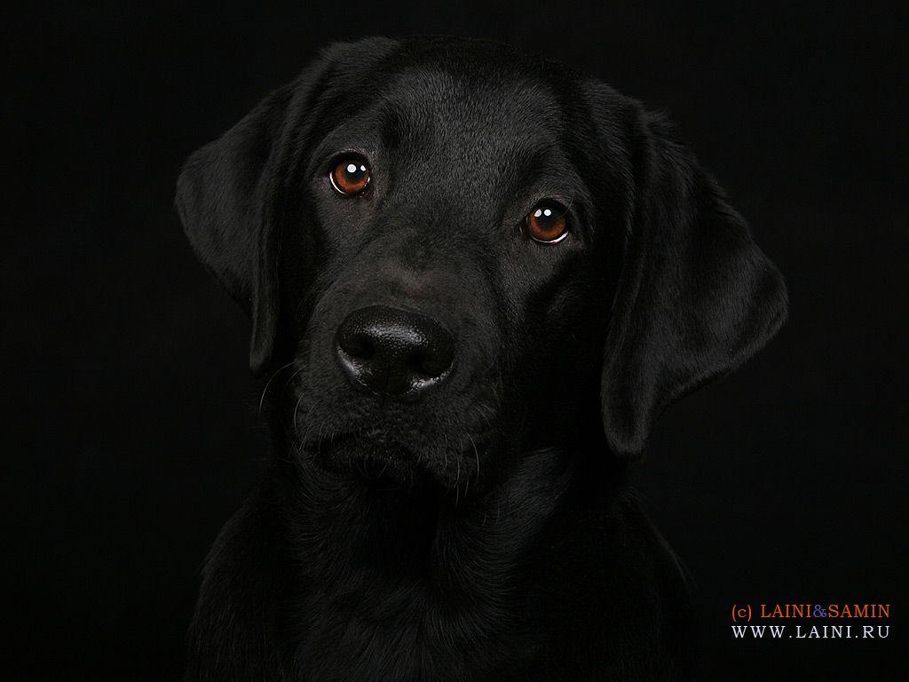 Download wallpaper: black dog, wallpaper, photo for desktop