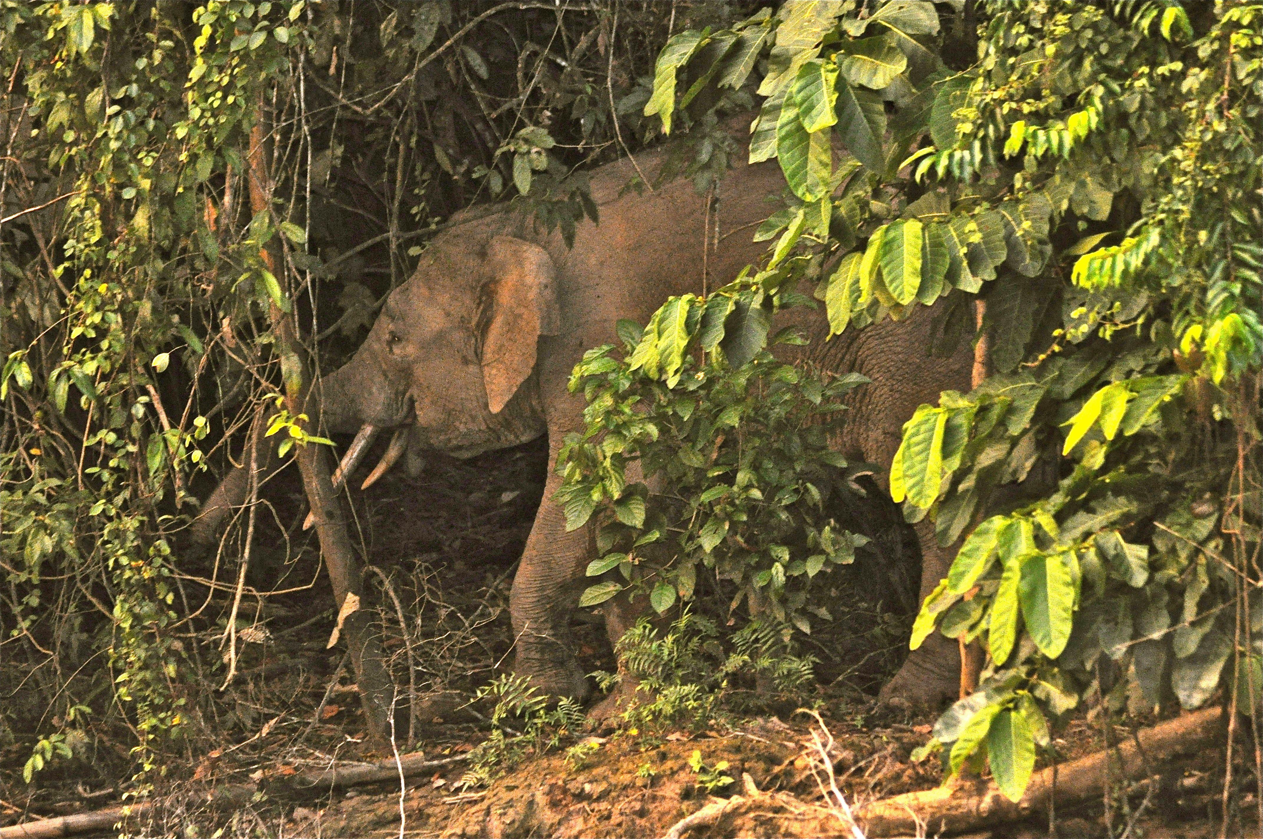 Borneo Elephant Wallpaper Mobile Sri Lankan African Bush
