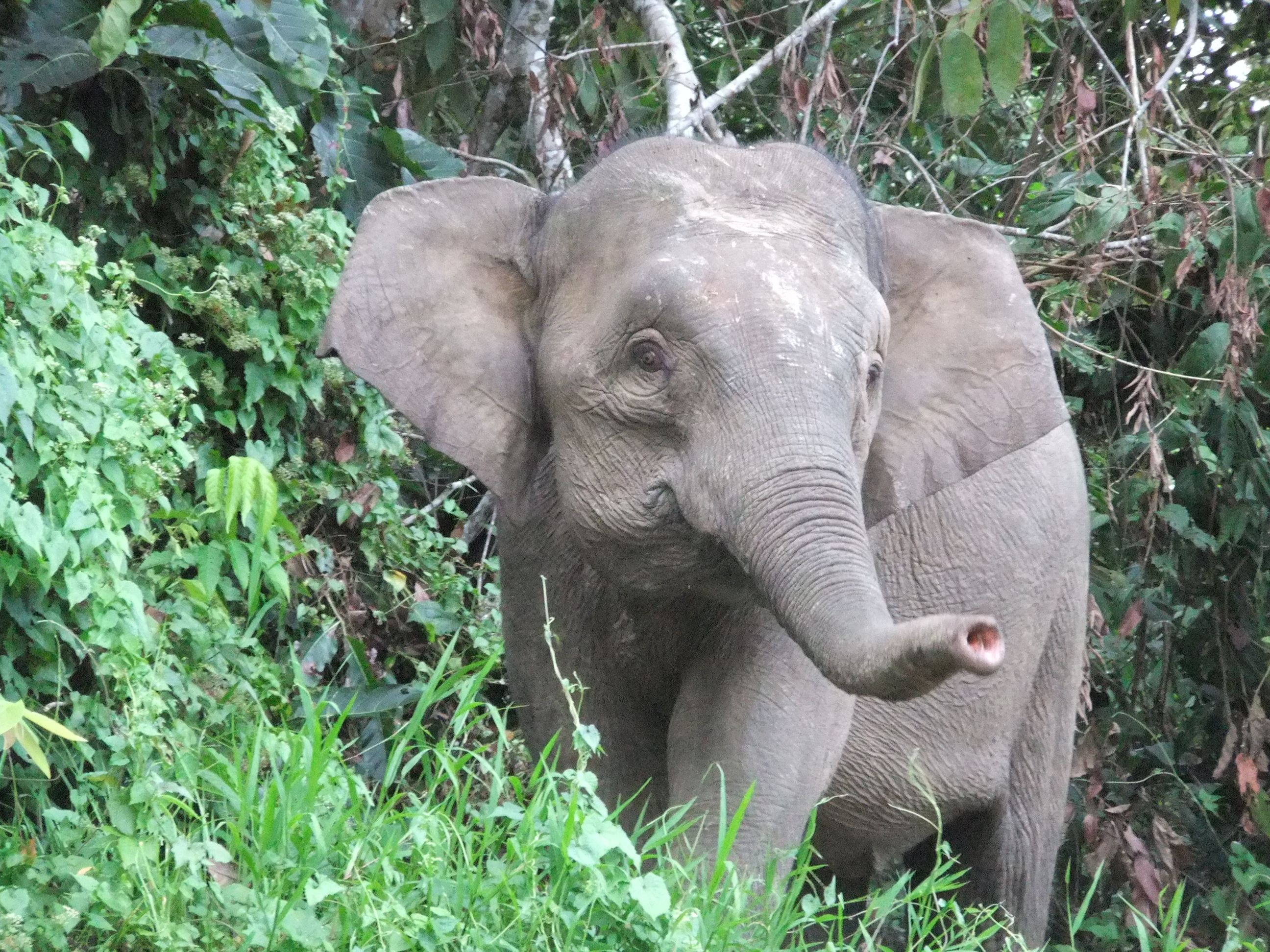 Borneo Elephant Wallpaper Photo African Bush Sri Lankan Size