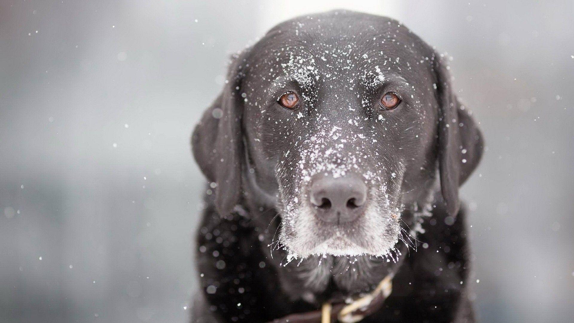 Black Dog During Winter Season HD Wallpaper