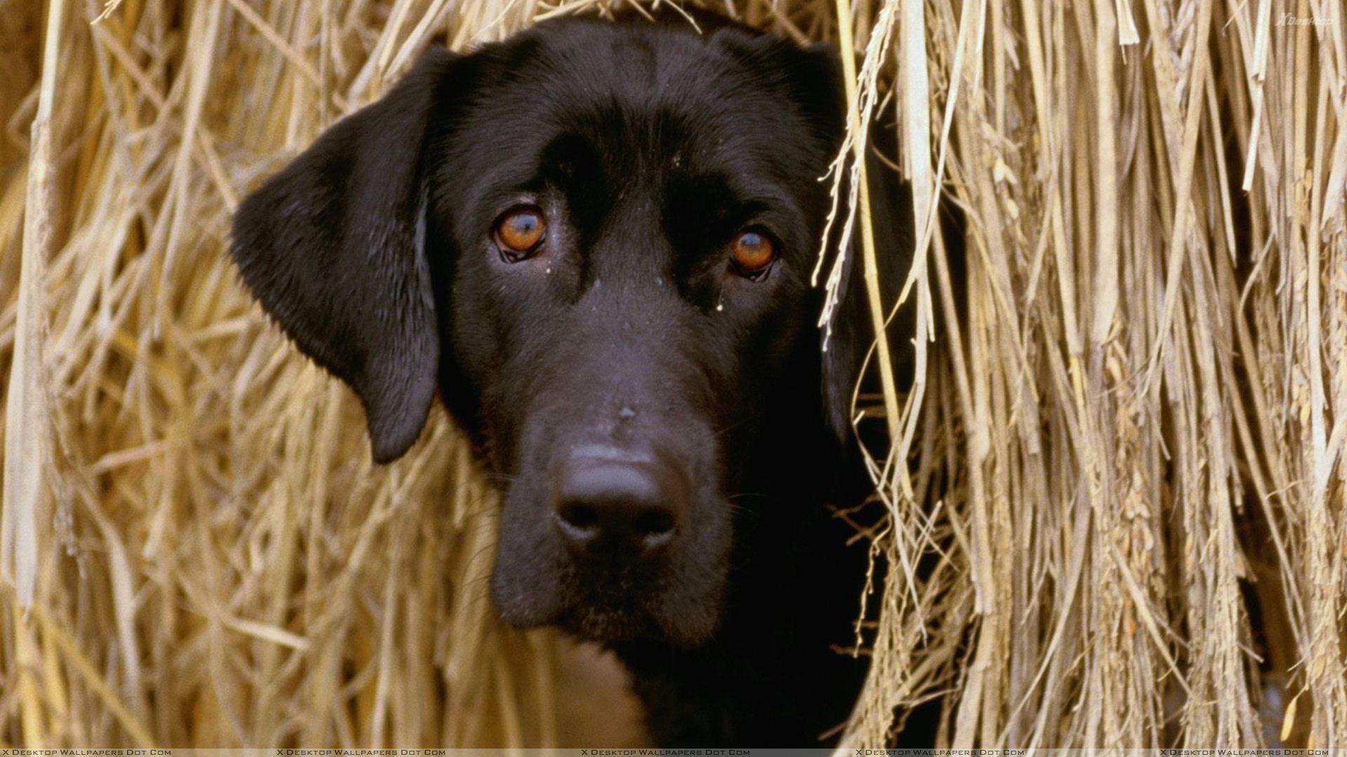 Black Dog Hiding In The Hay Wallpaper