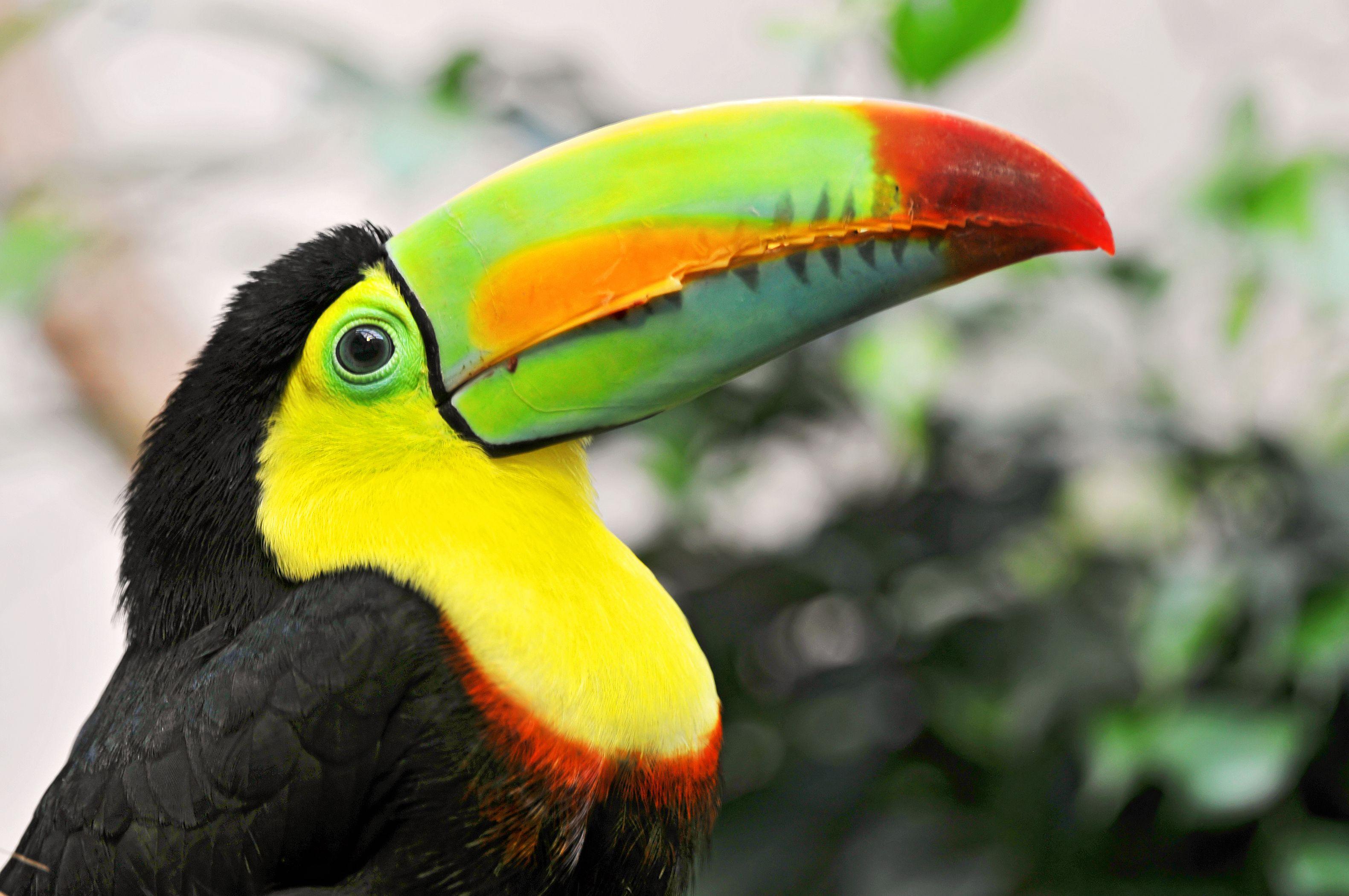 Toucan HD Wallpaper