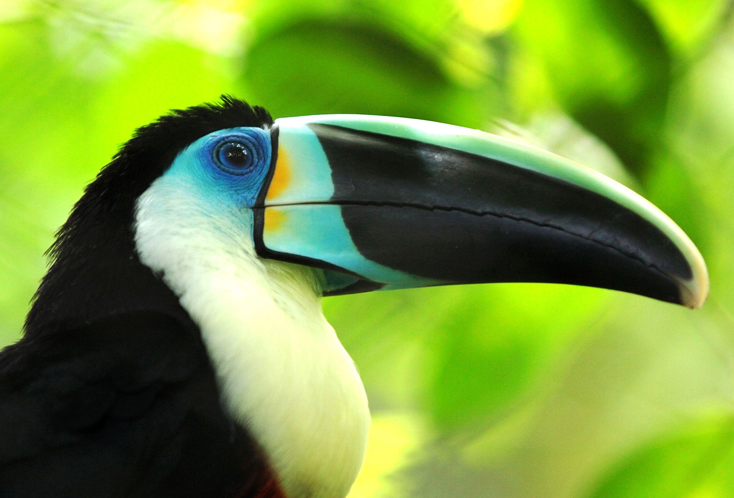 Toucan HD Wallpaper