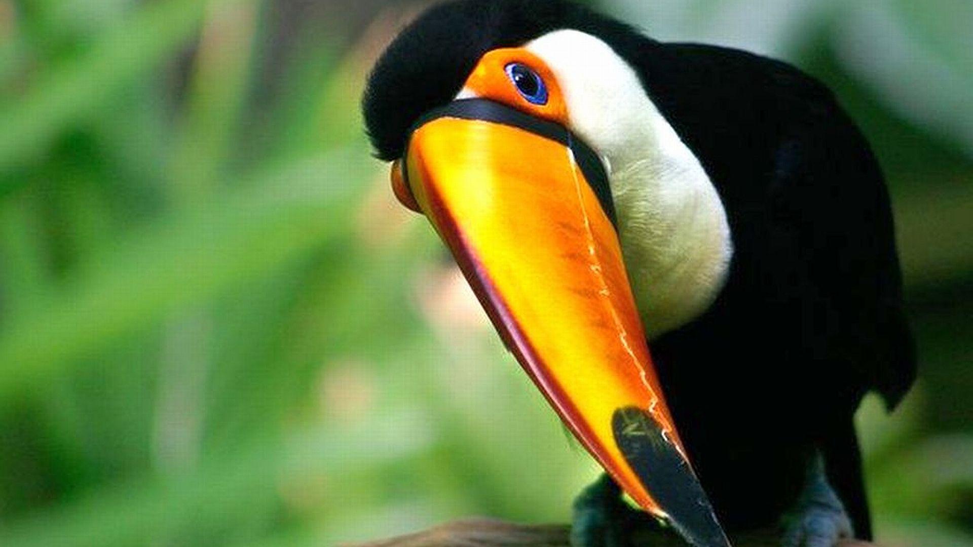 Toco toucan HD Wallpaper