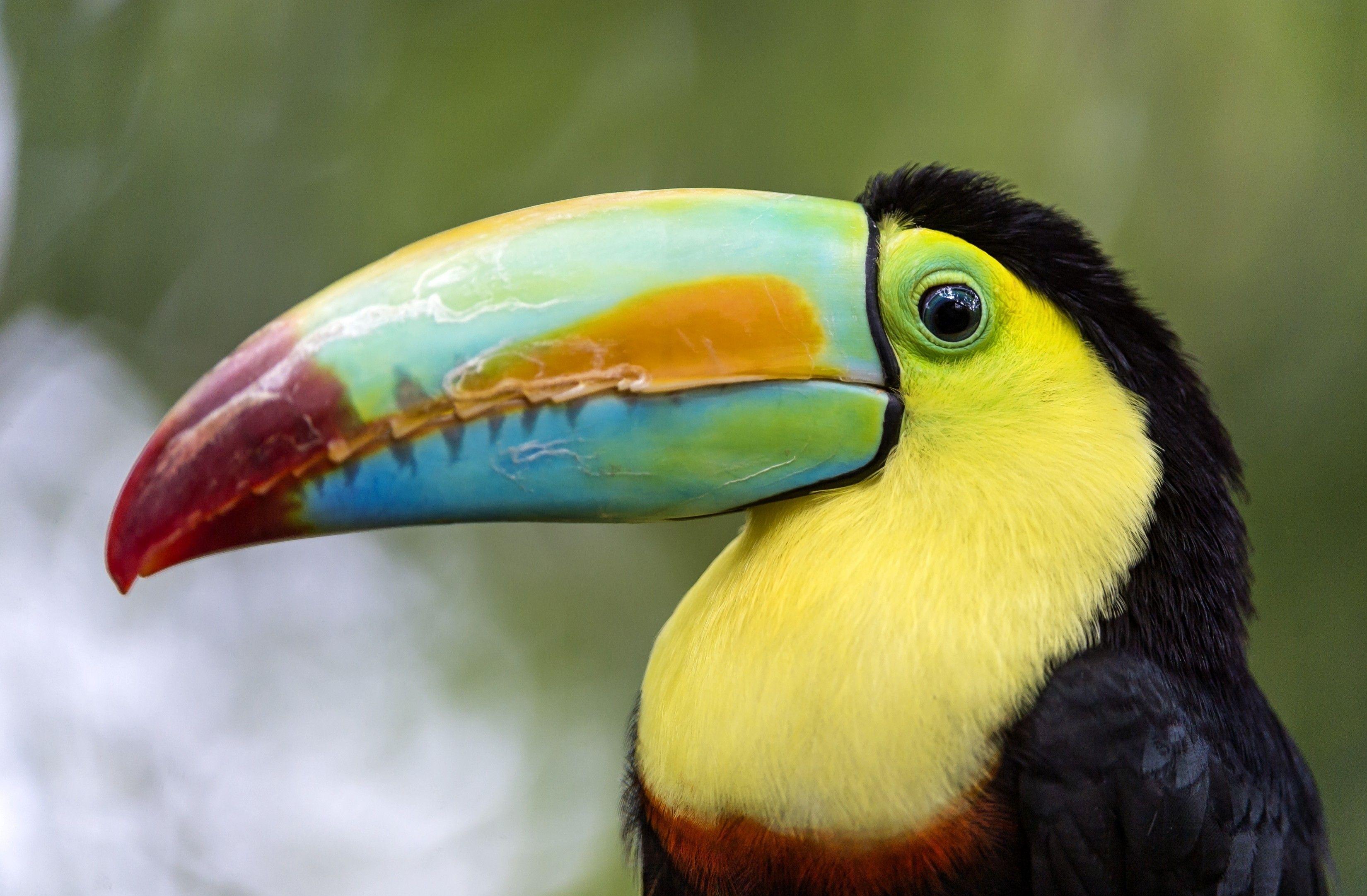 Toucan HD Wallpaper