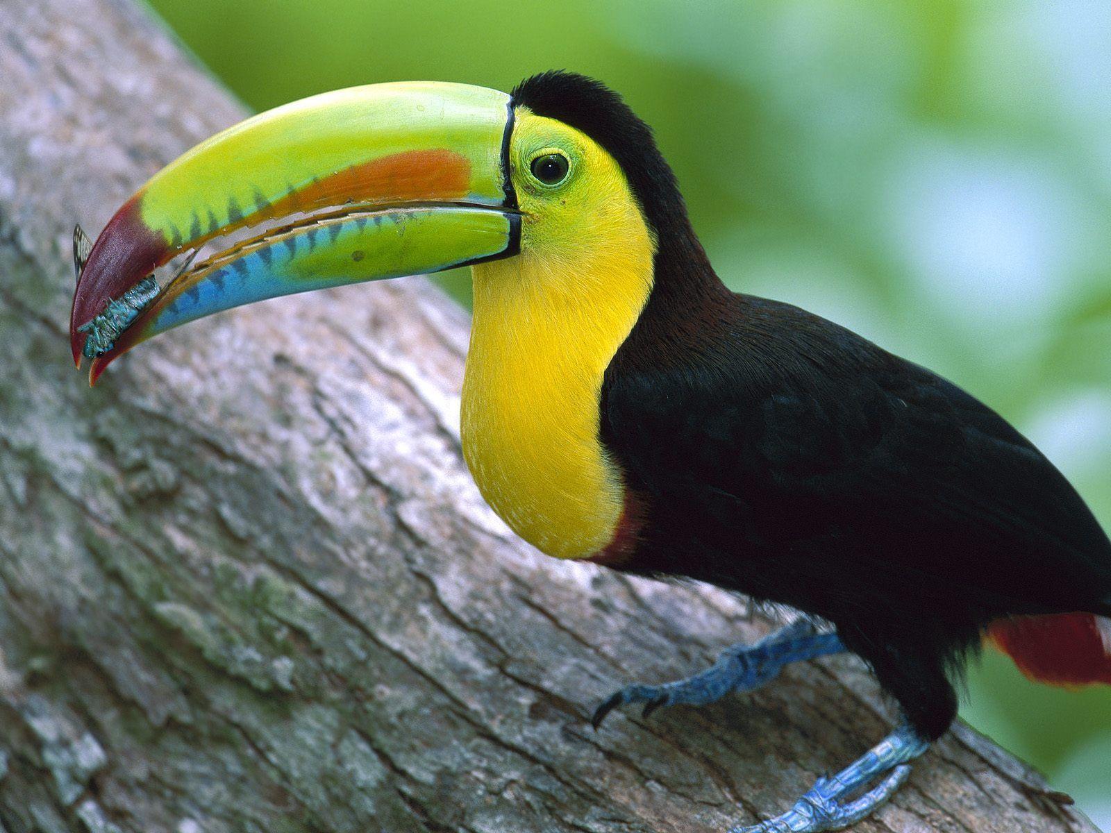 Toucans are part of the life in a tropical rain forest. This would