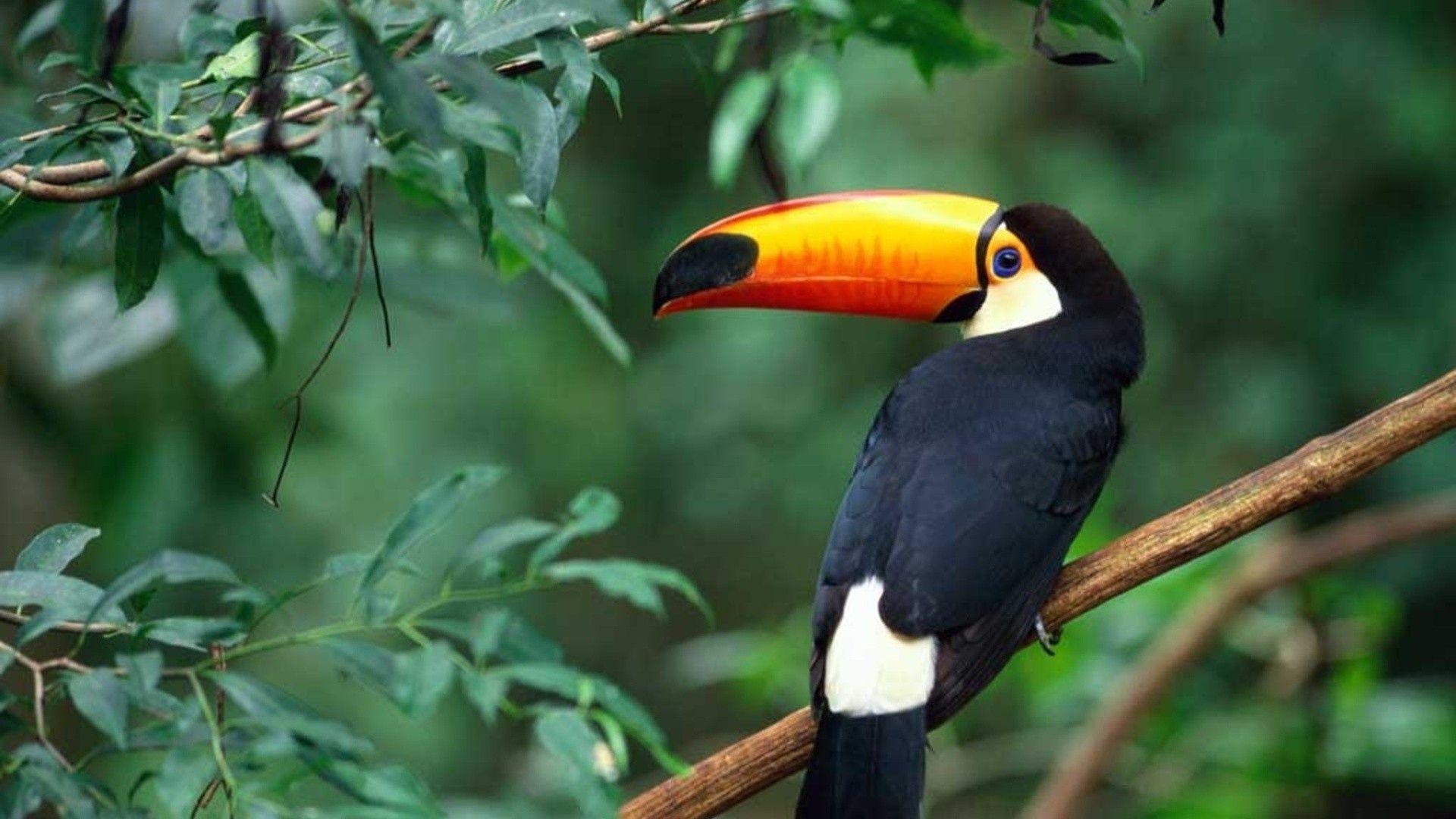 Toucan Wallpaper