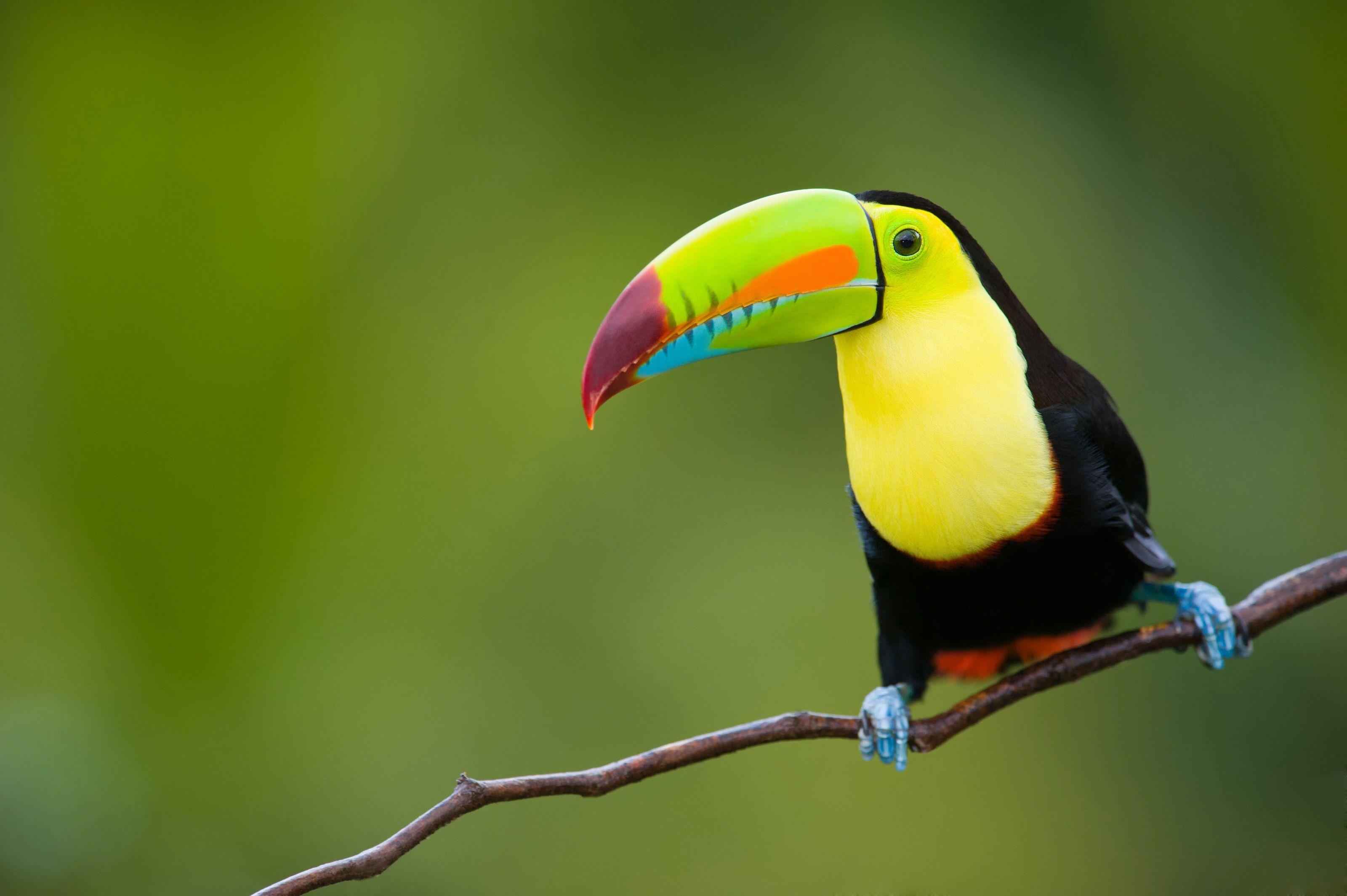 View, download, comment, and rate this 3200x2129 Toucan Wallpaper