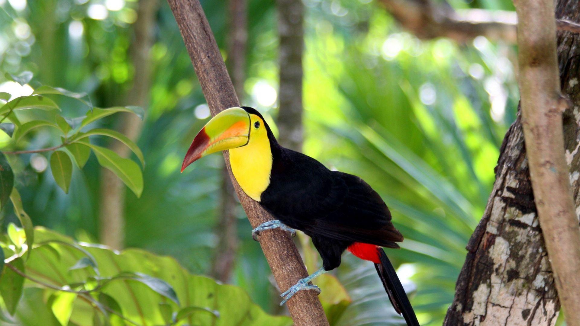 Full HD 1080p Toucan Wallpaper HD, Desktop Background 1920x1080