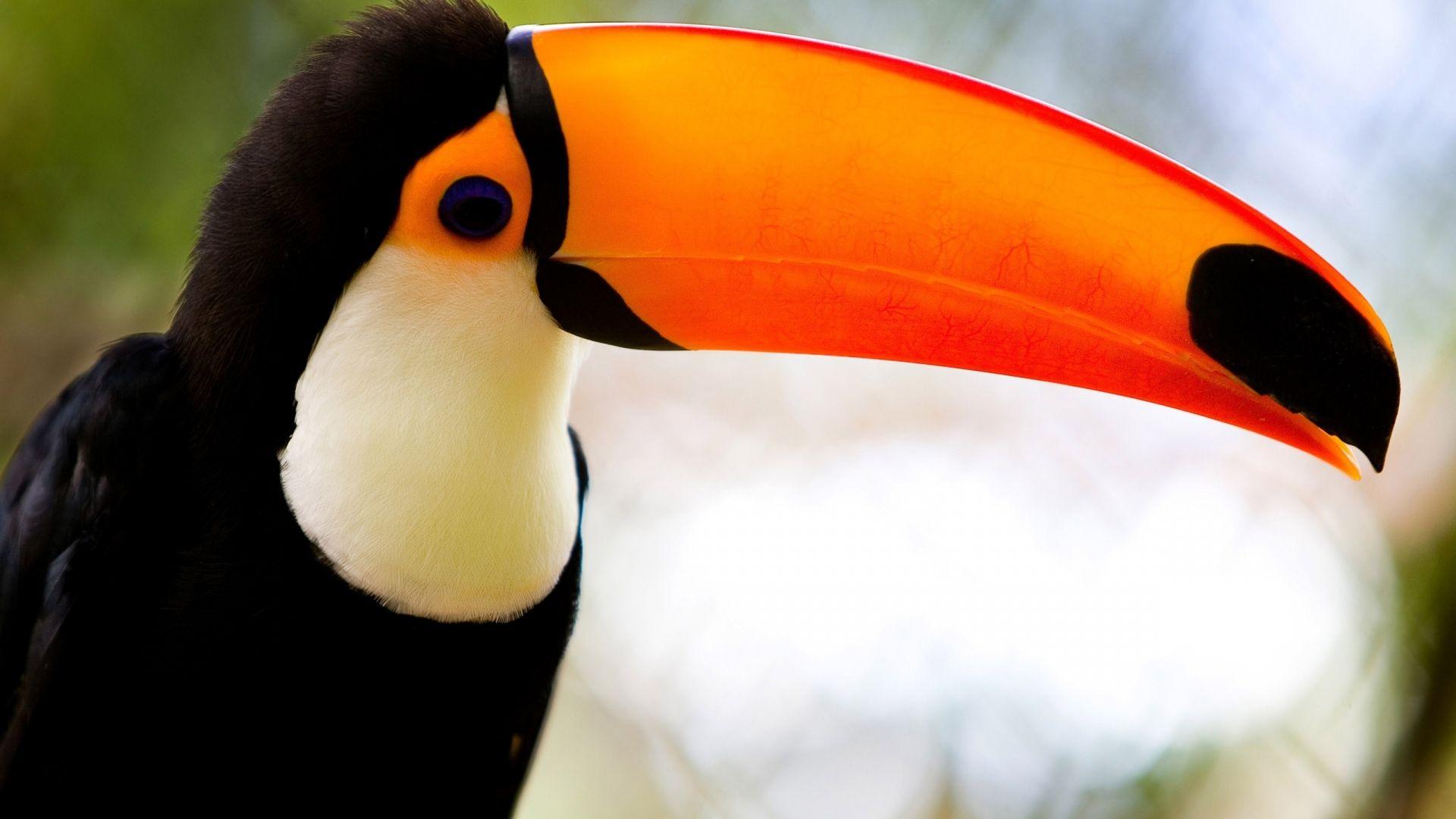 Full HD 1080p Toucan Wallpaper HD, Desktop Background 1920x1080