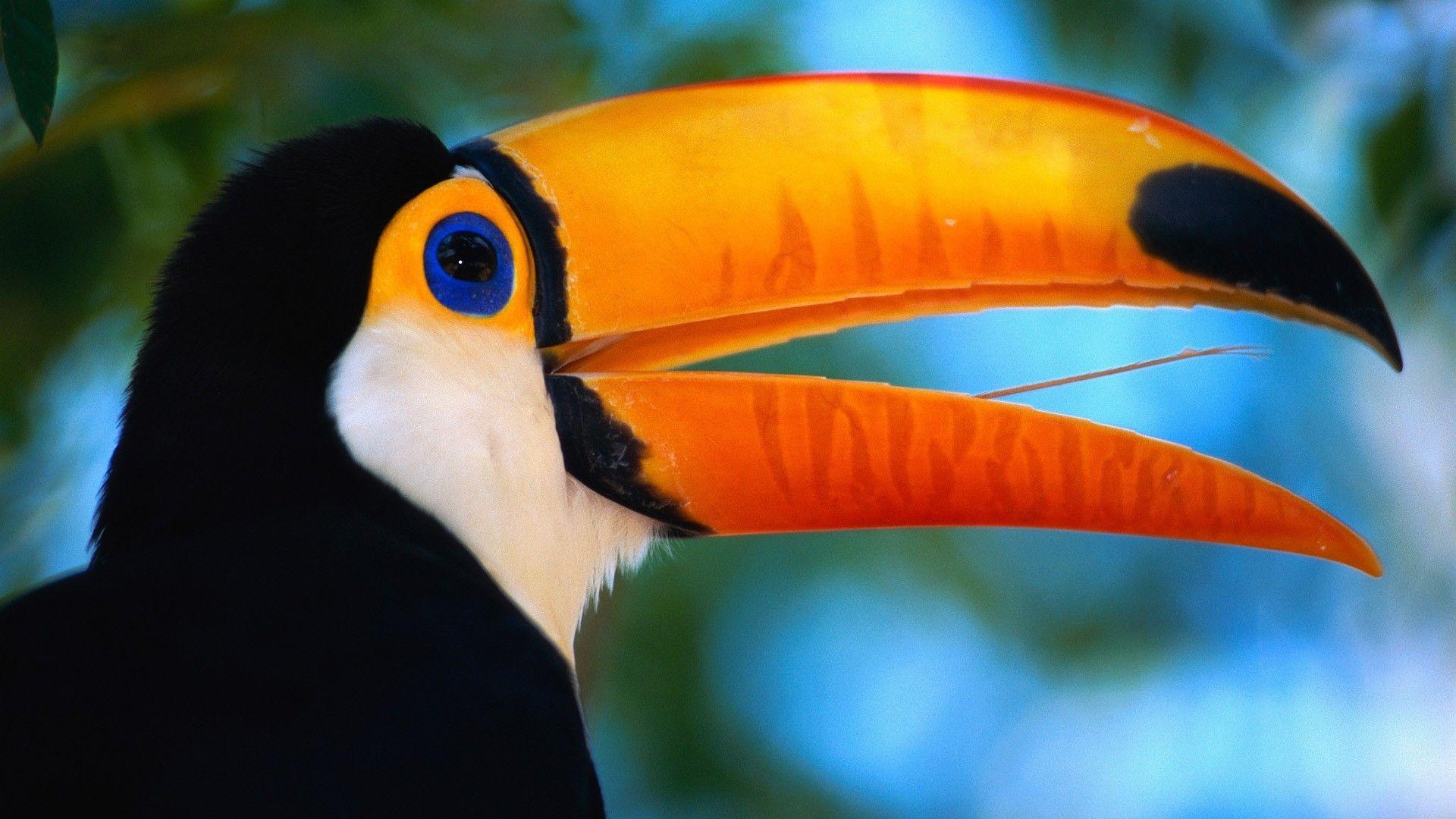 Wallpaper toucan, beak, bird, exotic. ᵃ┊Toucan