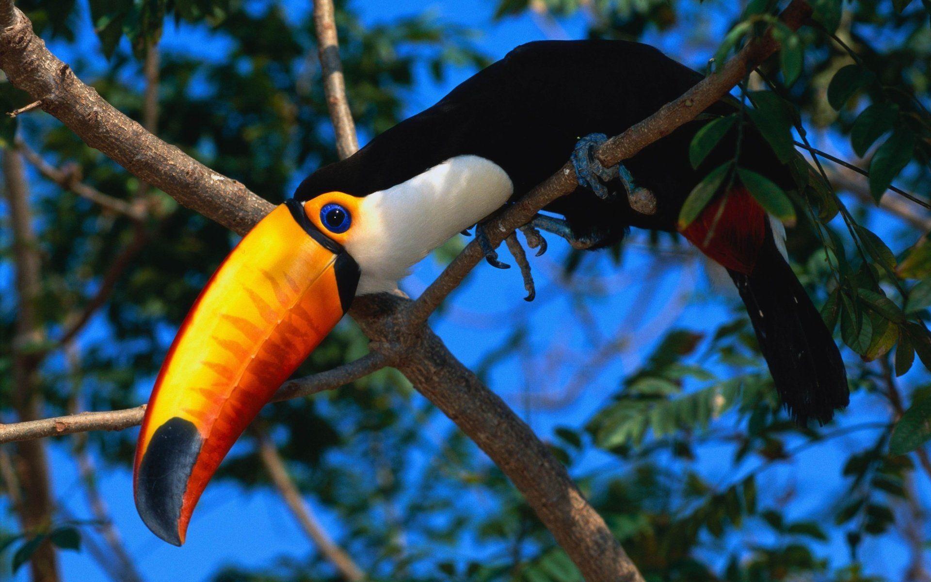 Toco toucan Full HD Wallpaper and Backgroundx1200