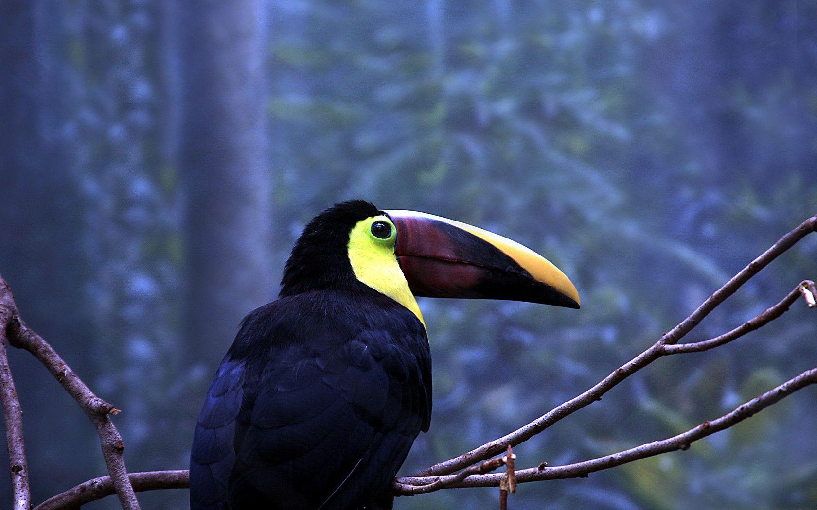 Toucans Wallpapers - Wallpaper Cave