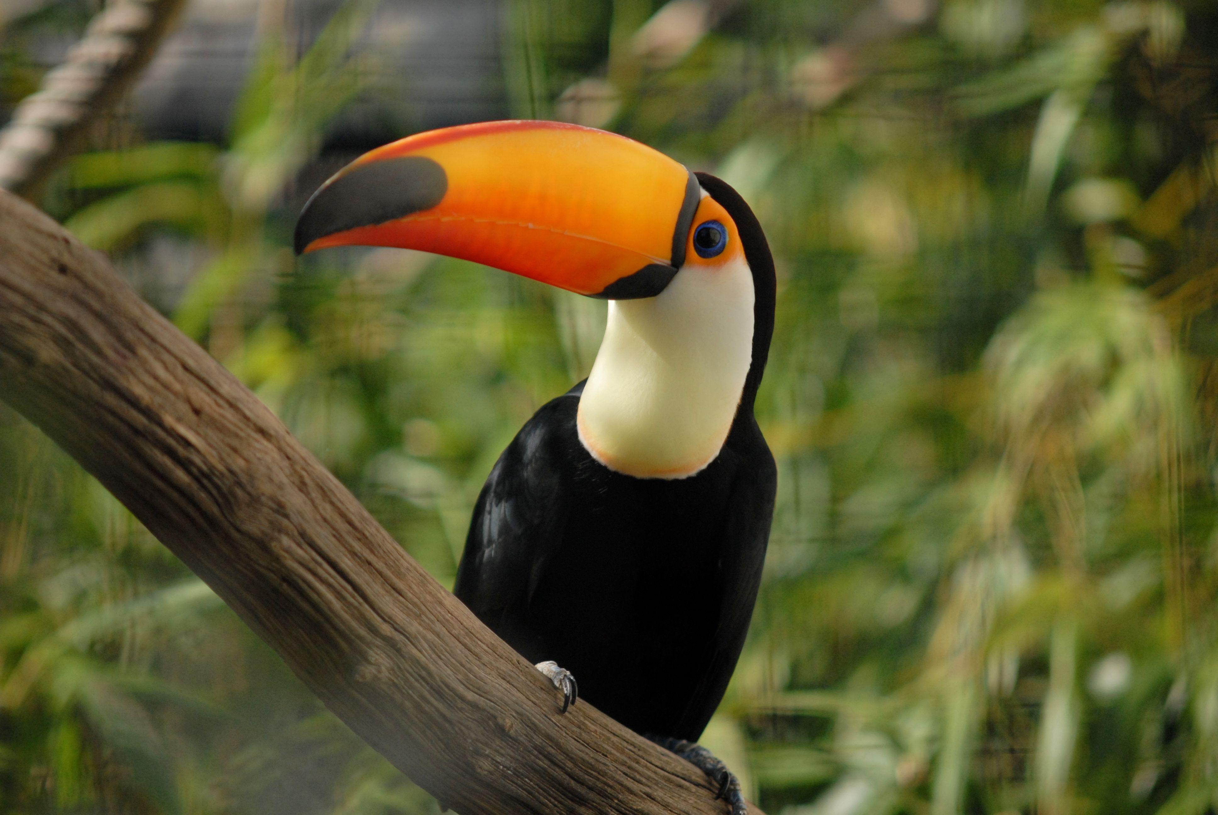 Toco toucan (Ramphastos toco)