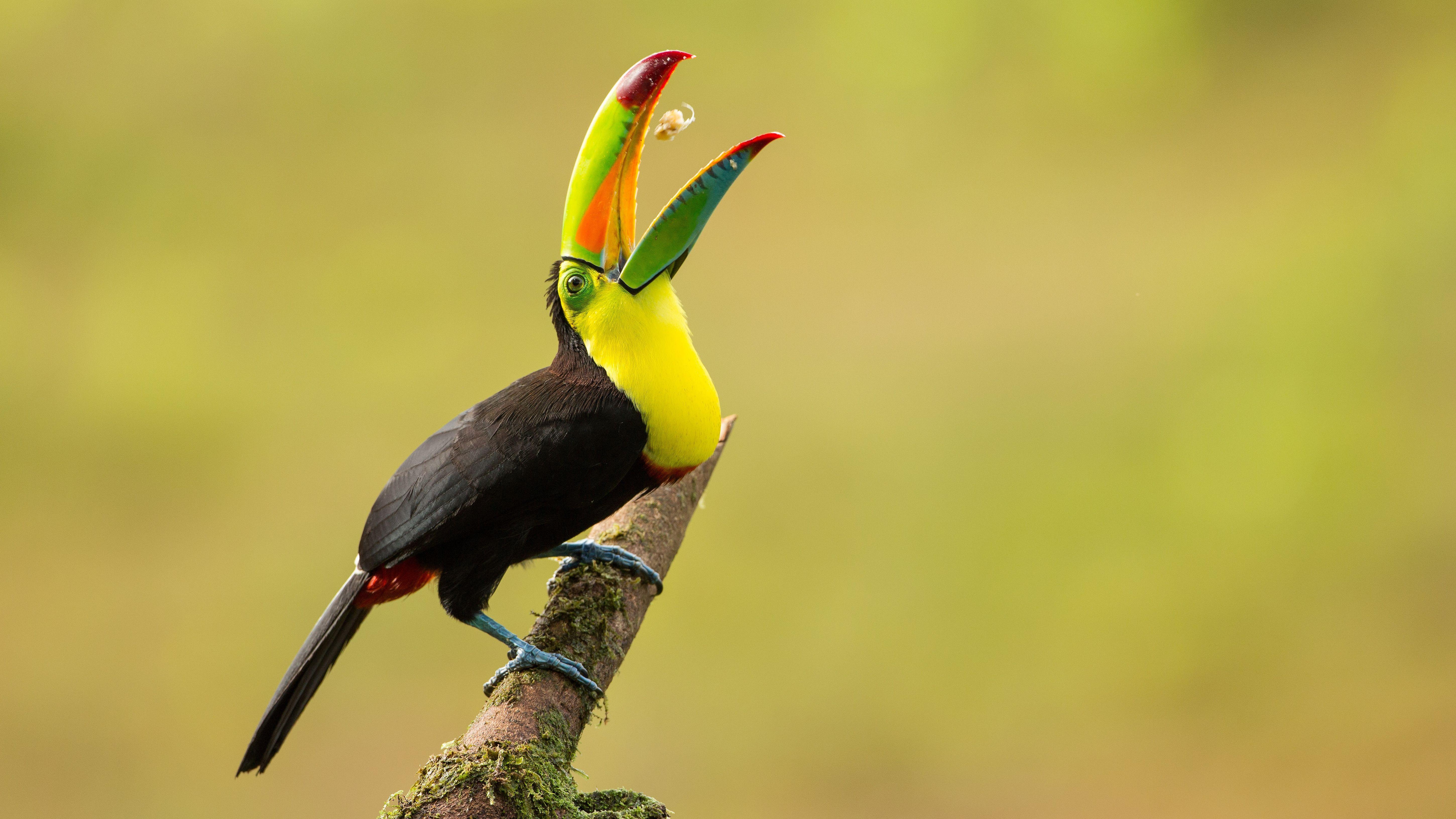 Toucan Wallpaper, HD Toucan Wallpaper. Download Free. D