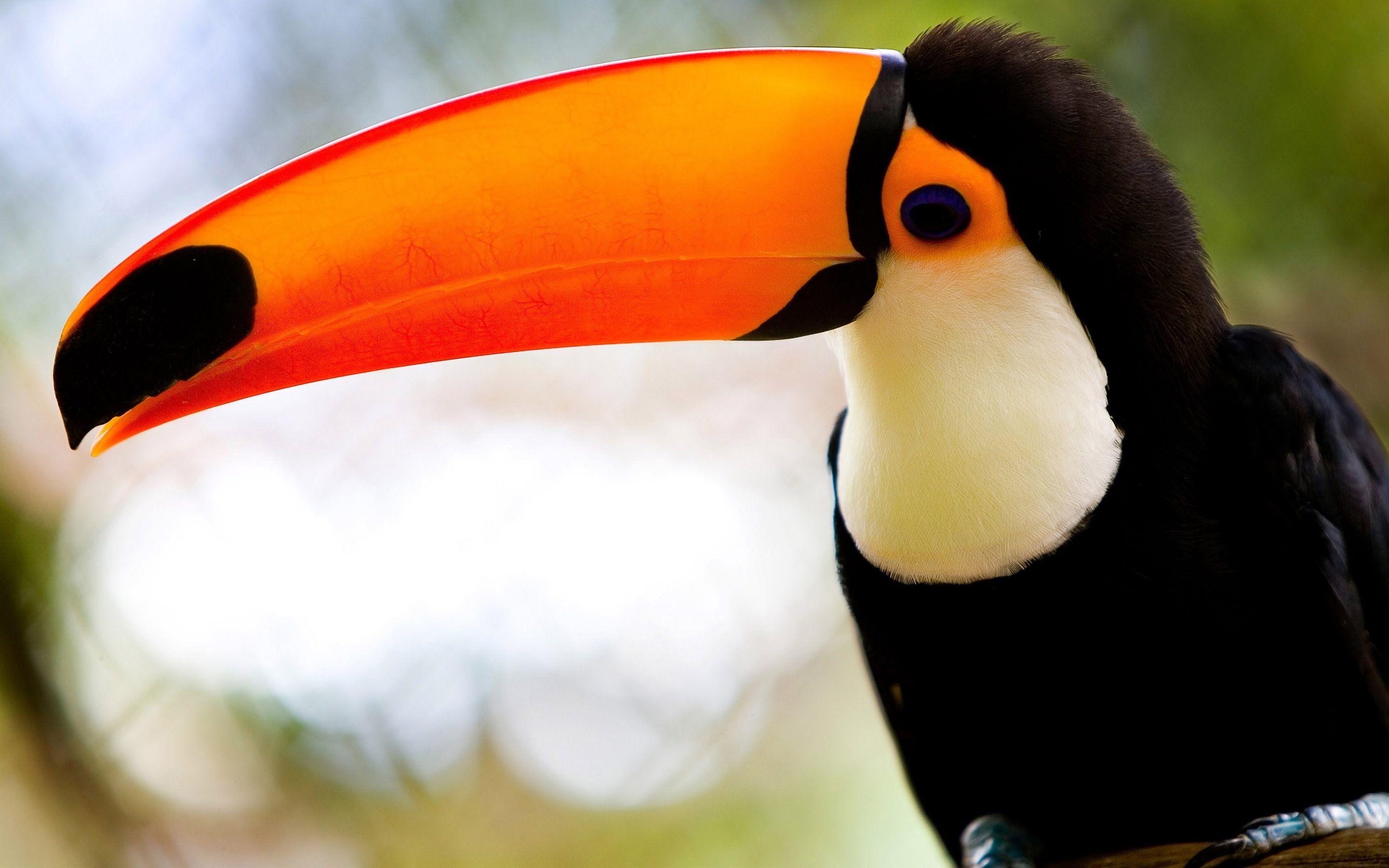 All About Toucans