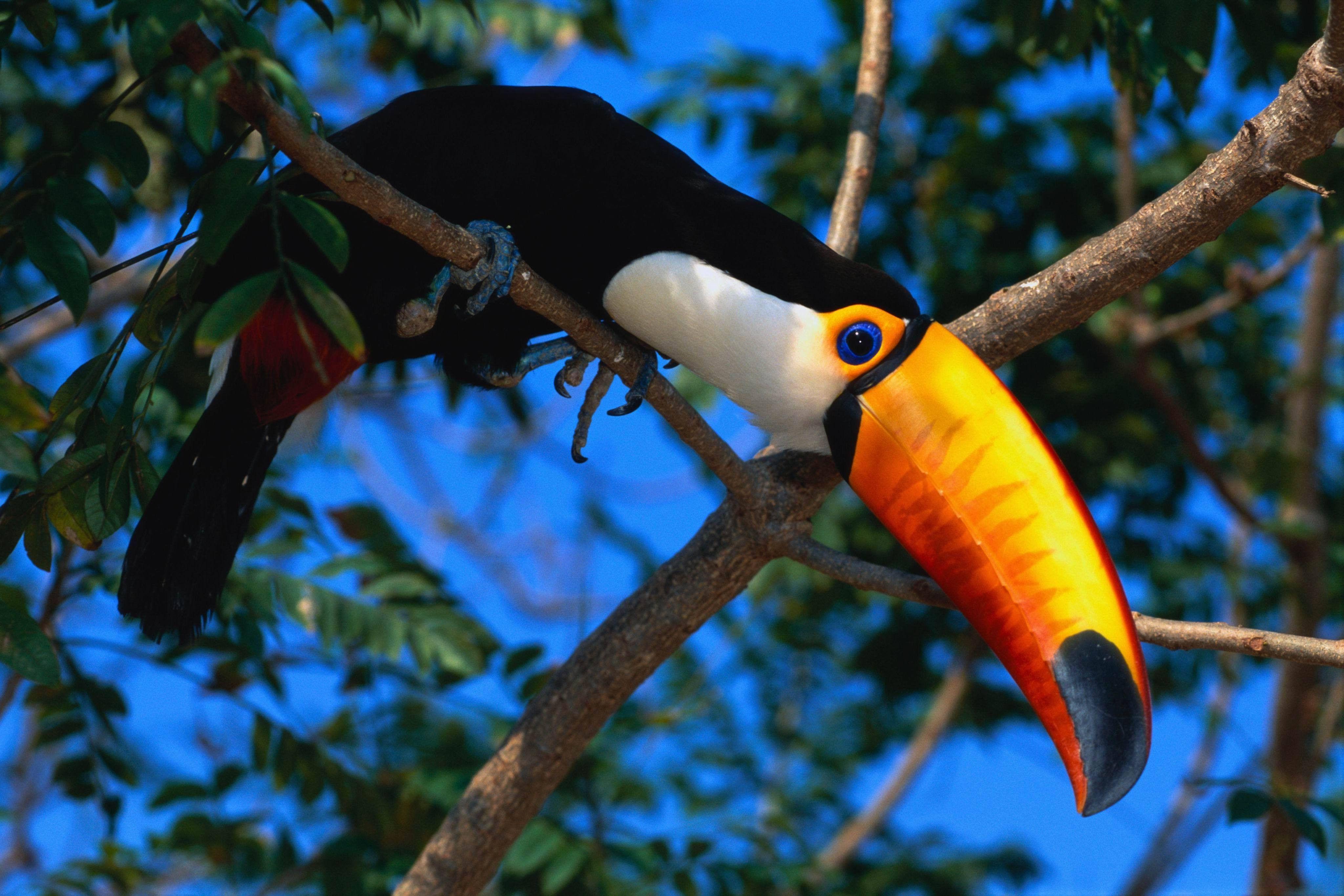 Toucans Wallpapers - Wallpaper Cave